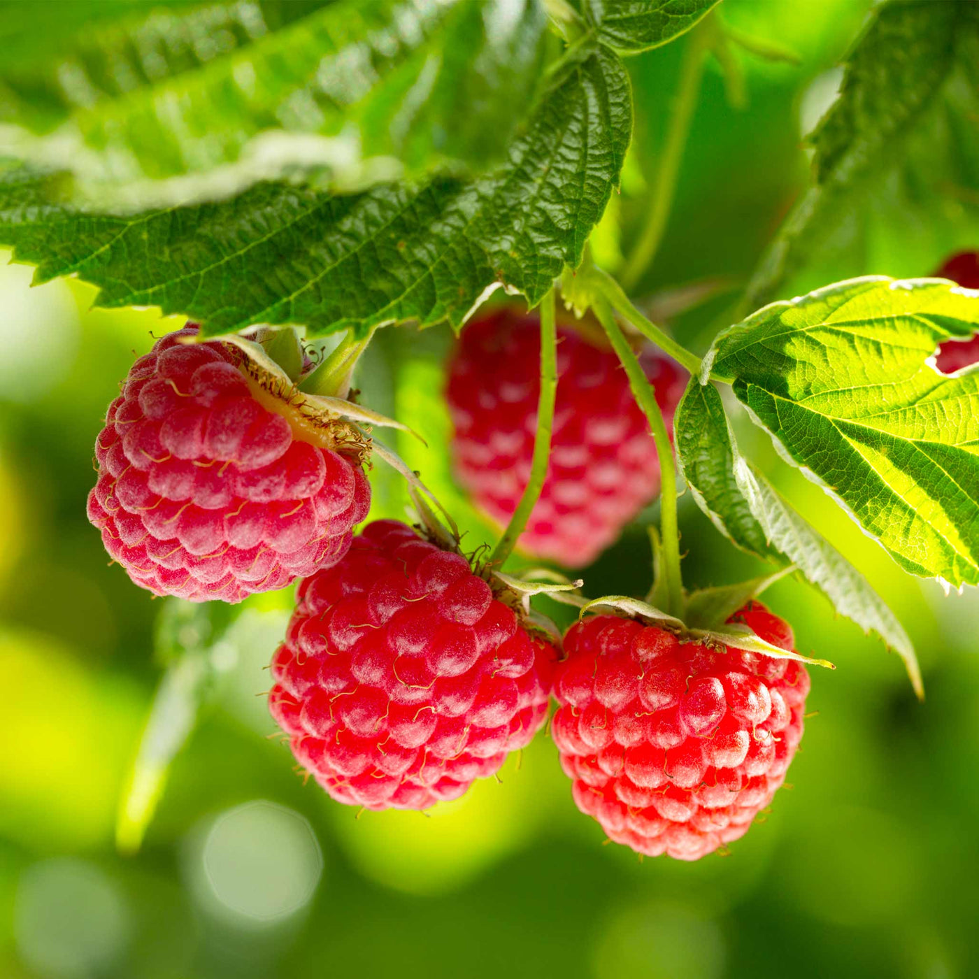 Nova Red Raspberry –Cold-Hardy, Easy to Grow | Henderson Garden Supply