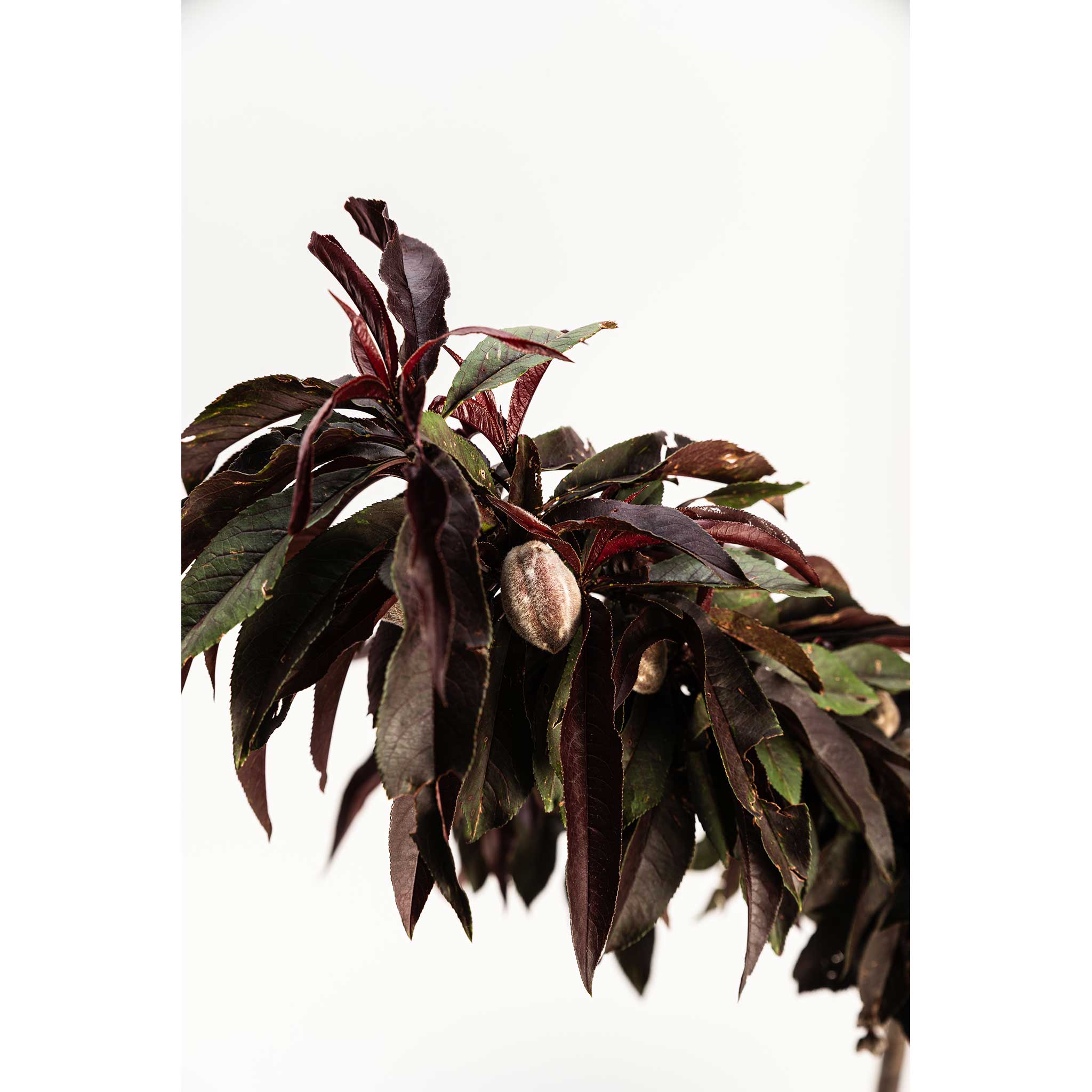 Dark green leaves with red edges on a white background - Henderson Garden Supply