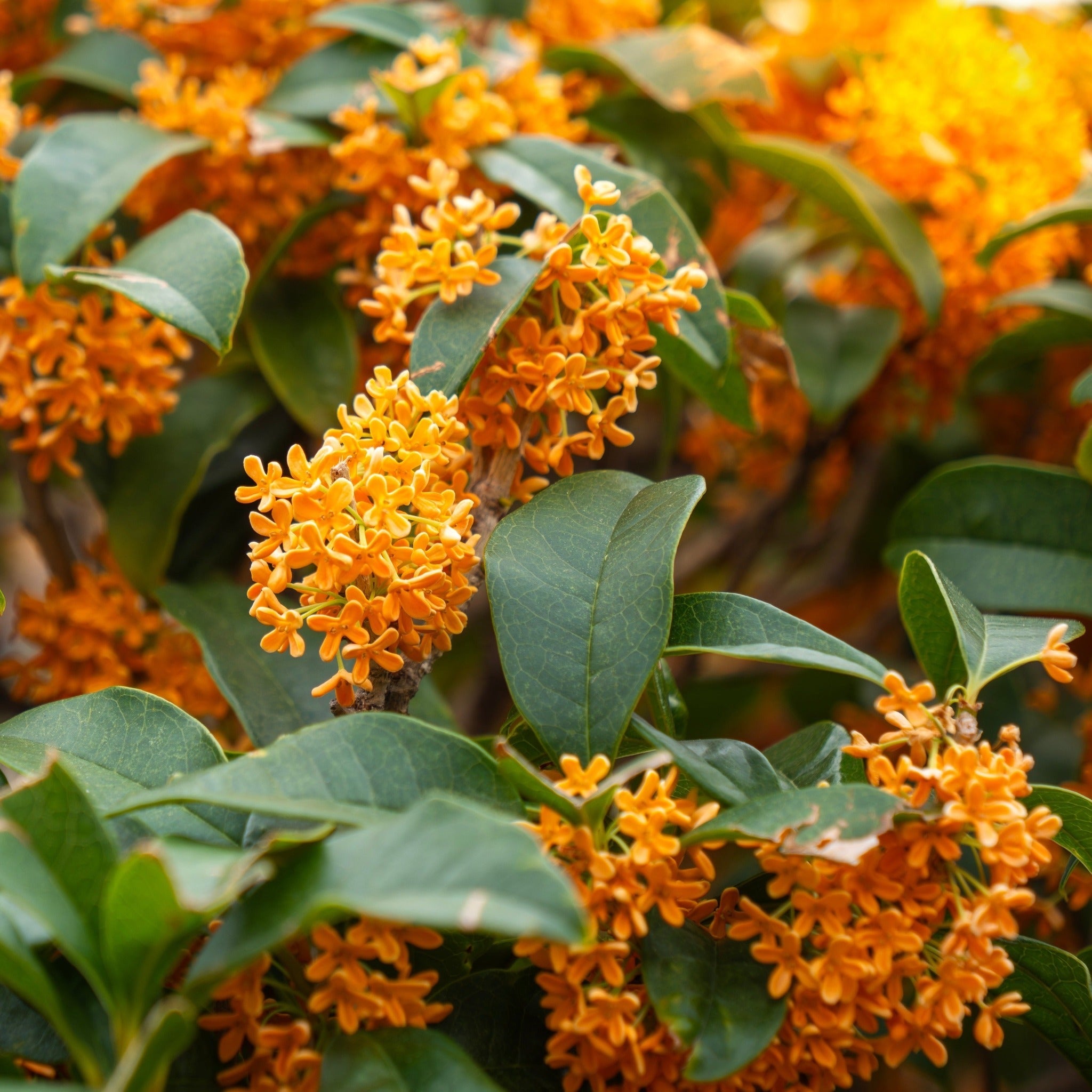 Close-up of orange flowers with green leaves - Henderson Garden Supply