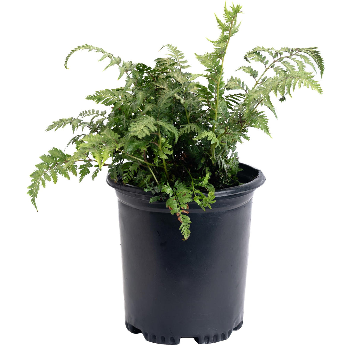 Japanese Painted Fern – Silver Foliage Shade Perennial