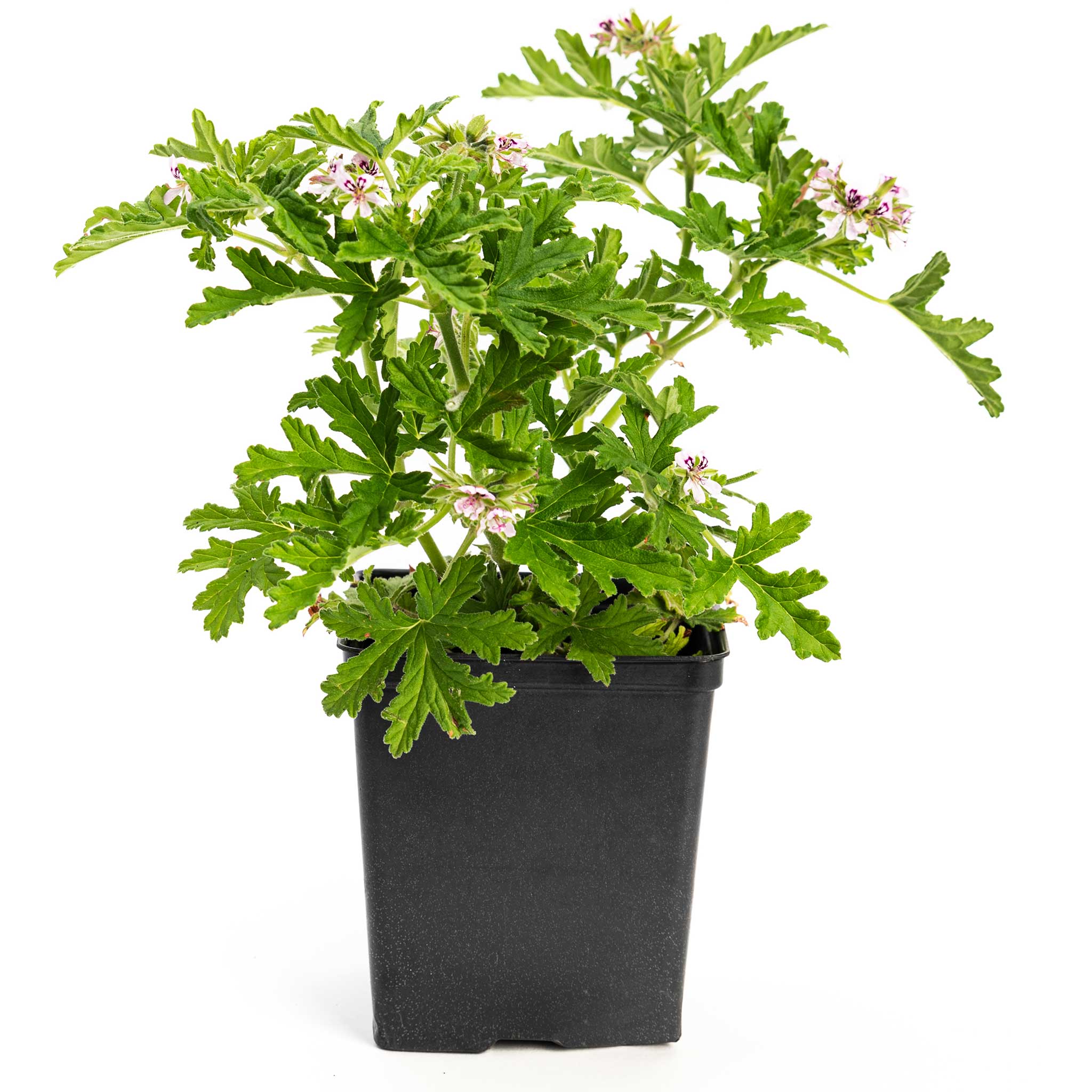 Citronella Plant (Mosquito Plant)