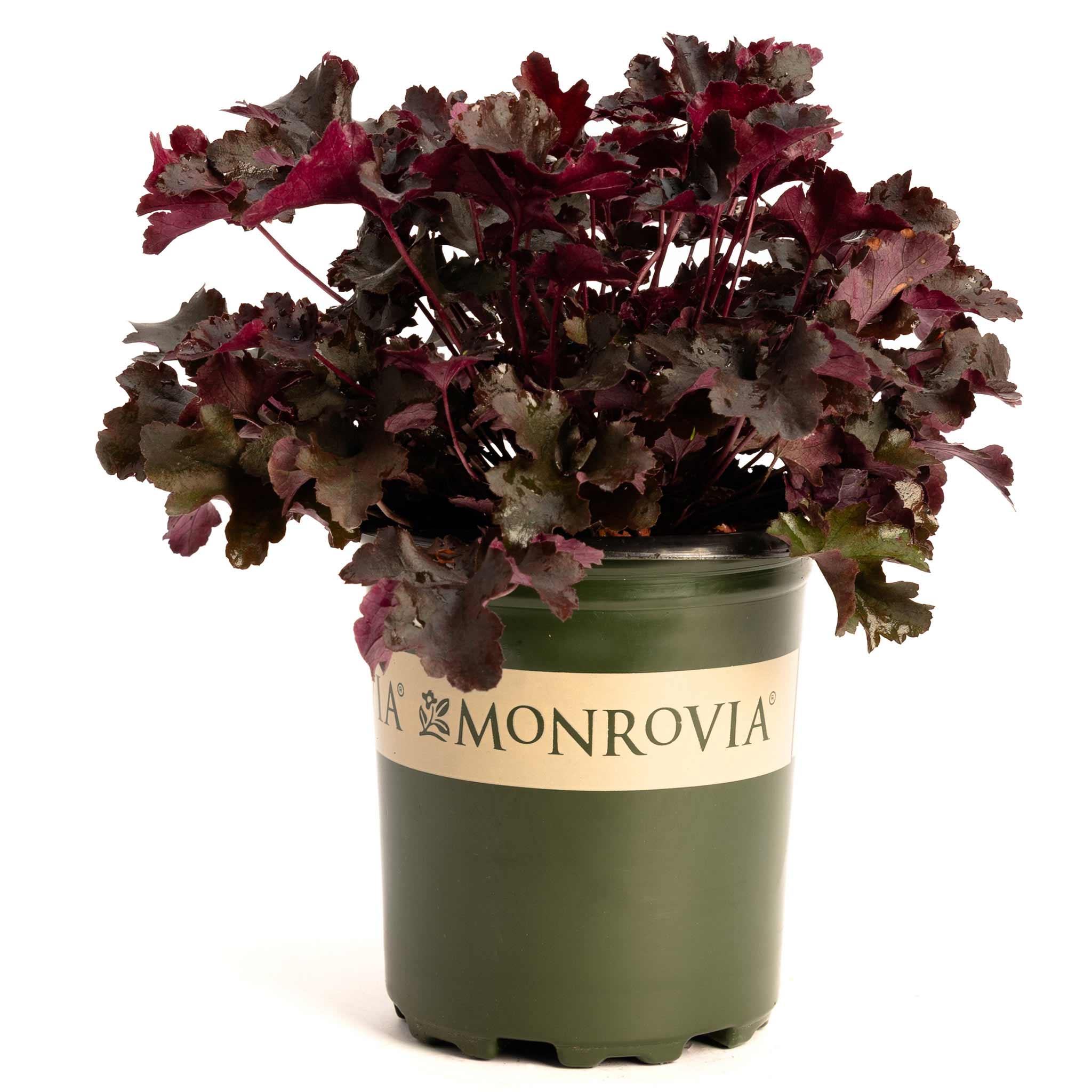 Coral Bells with dark purple leaves in a green pot, branded 'Monrovia'.  Henderson Garden Supply