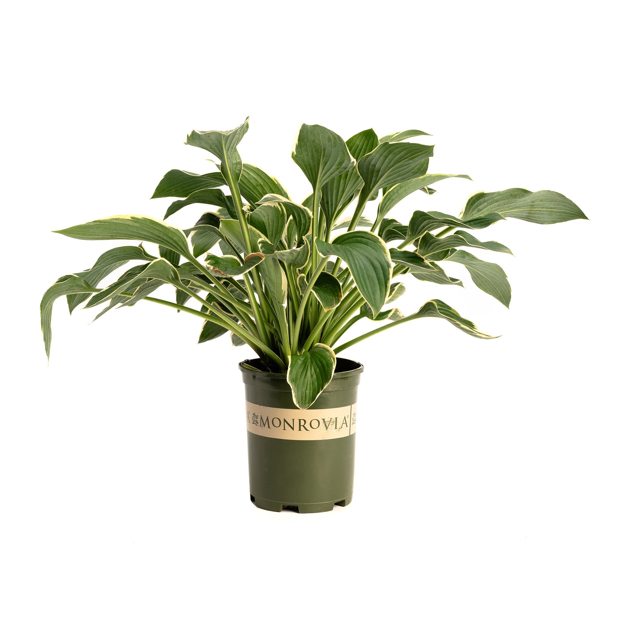 Potted plant with a Monrovia label on a white background.  Henderson Garden Supply