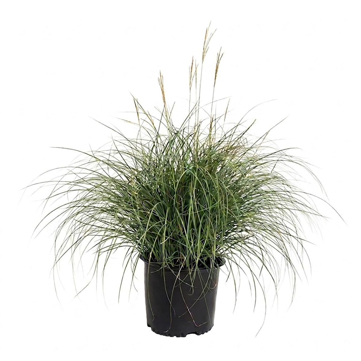 Adagio Maiden Grass – Dwarf Ornamental Grass