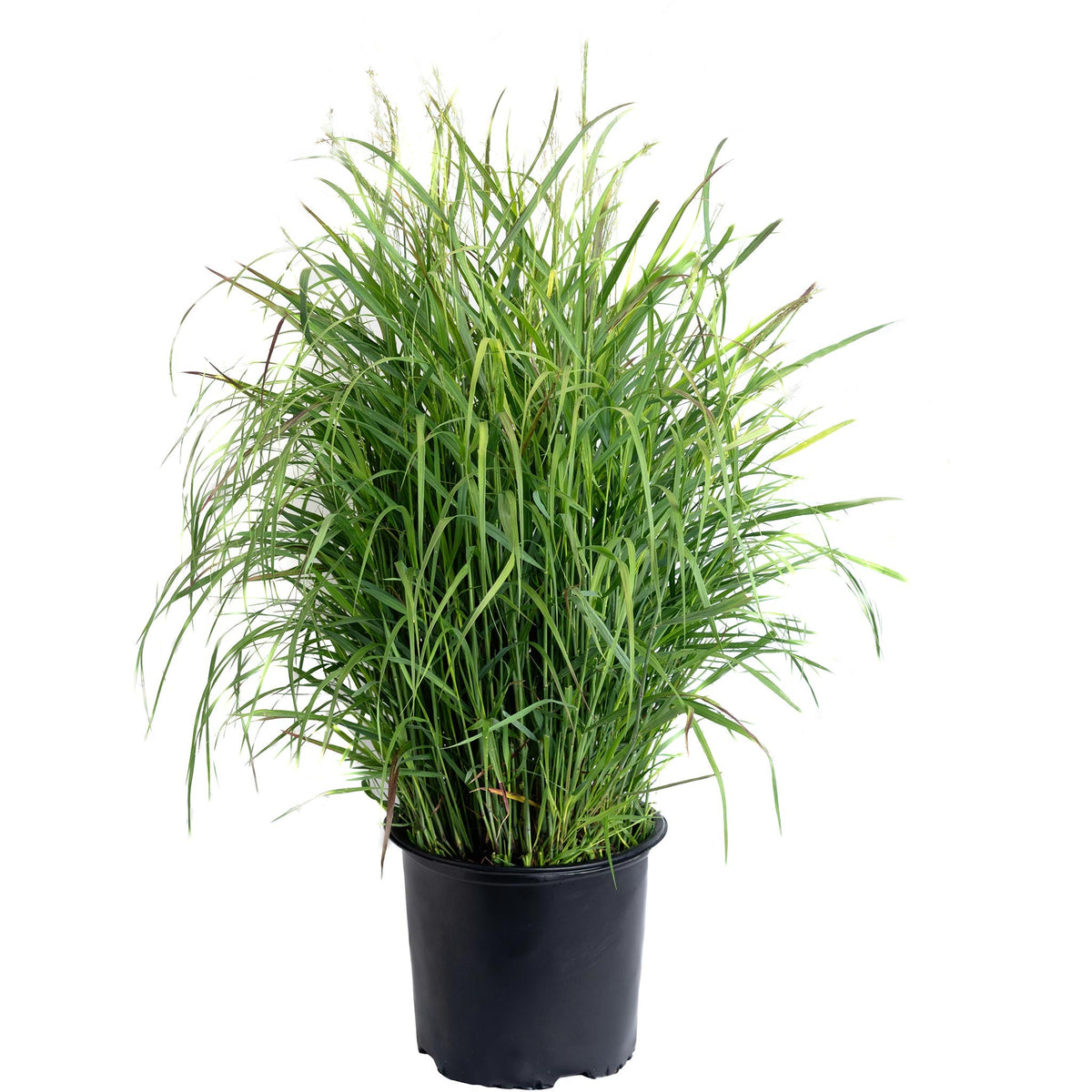 Shenandoah Switch Grass – Red-Tipped Ornamental Grass