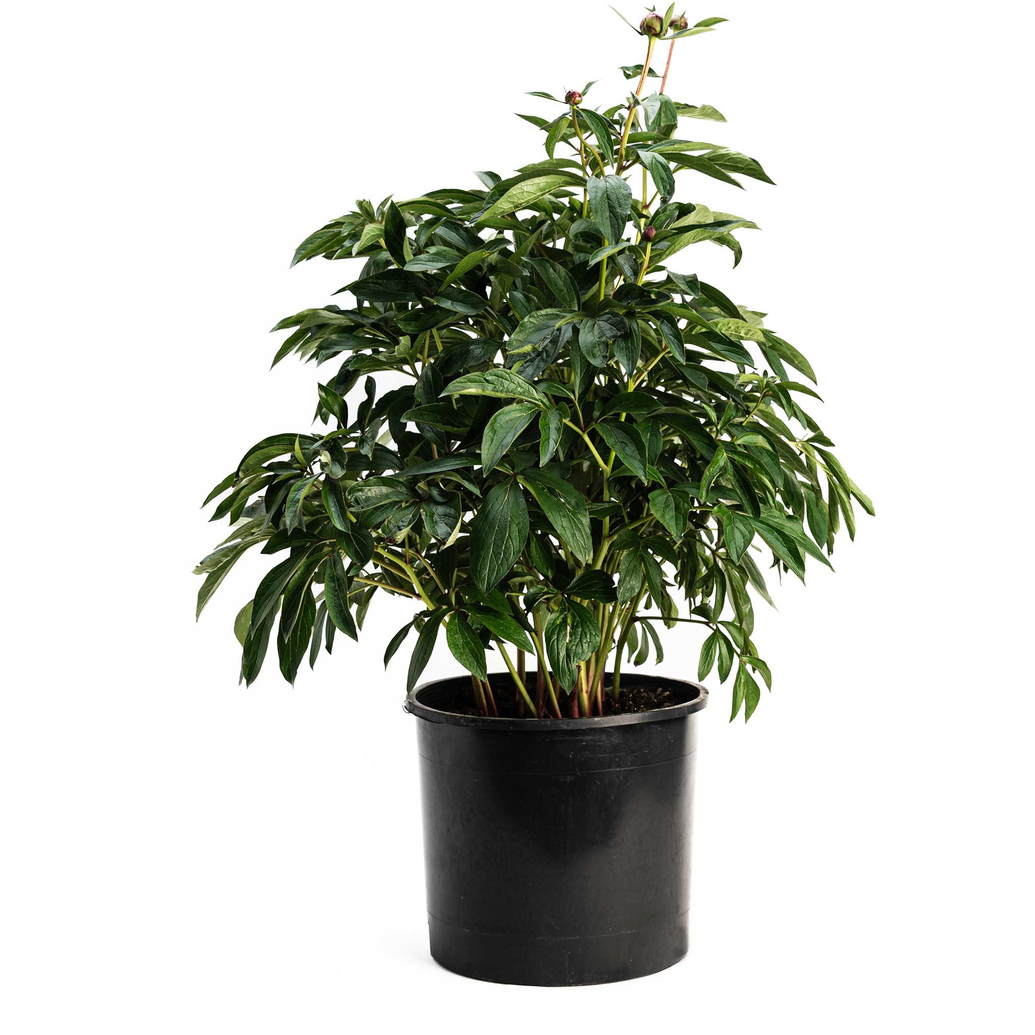 Potted plant with green leaves on a white background.  Henderson Garden Supply