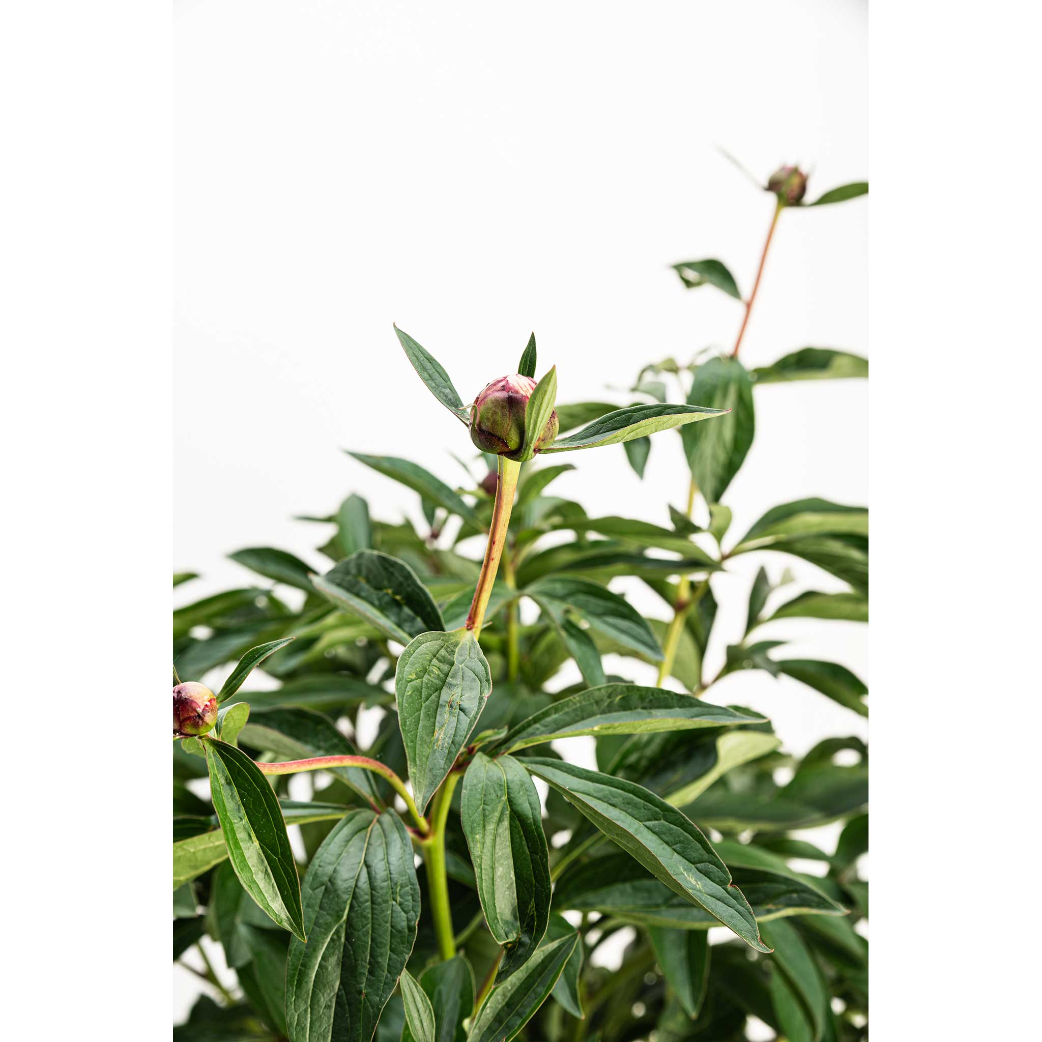 Close-up of a green plant with leaves and buds on a white background.  Henderson Garden Supply