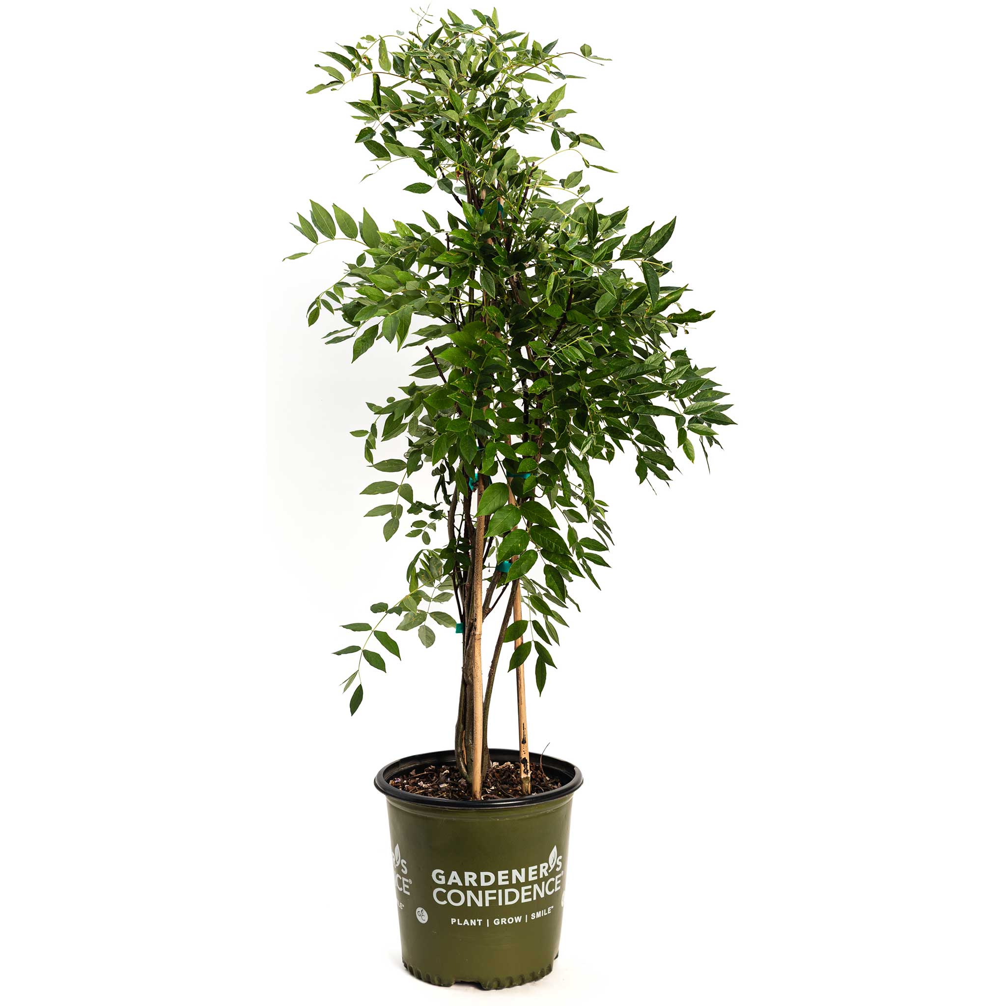Potted plant with green leaves in a pot on a white background - Henderson Garden
