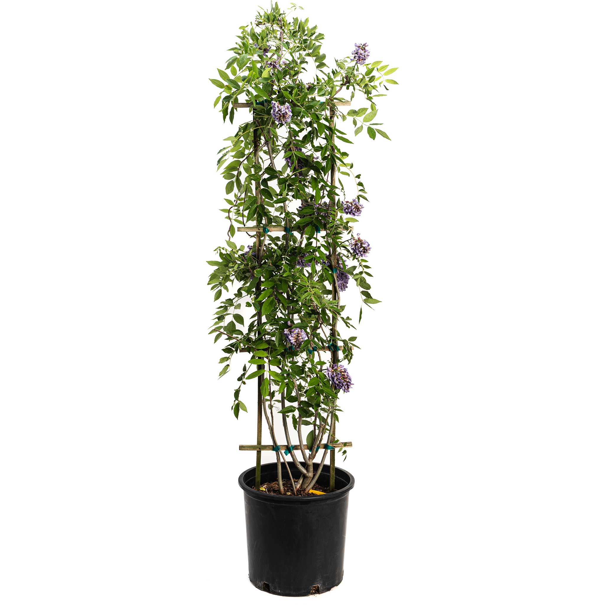 Potted plant with green leaves and purple flowers on a white background - Henderson Garden
