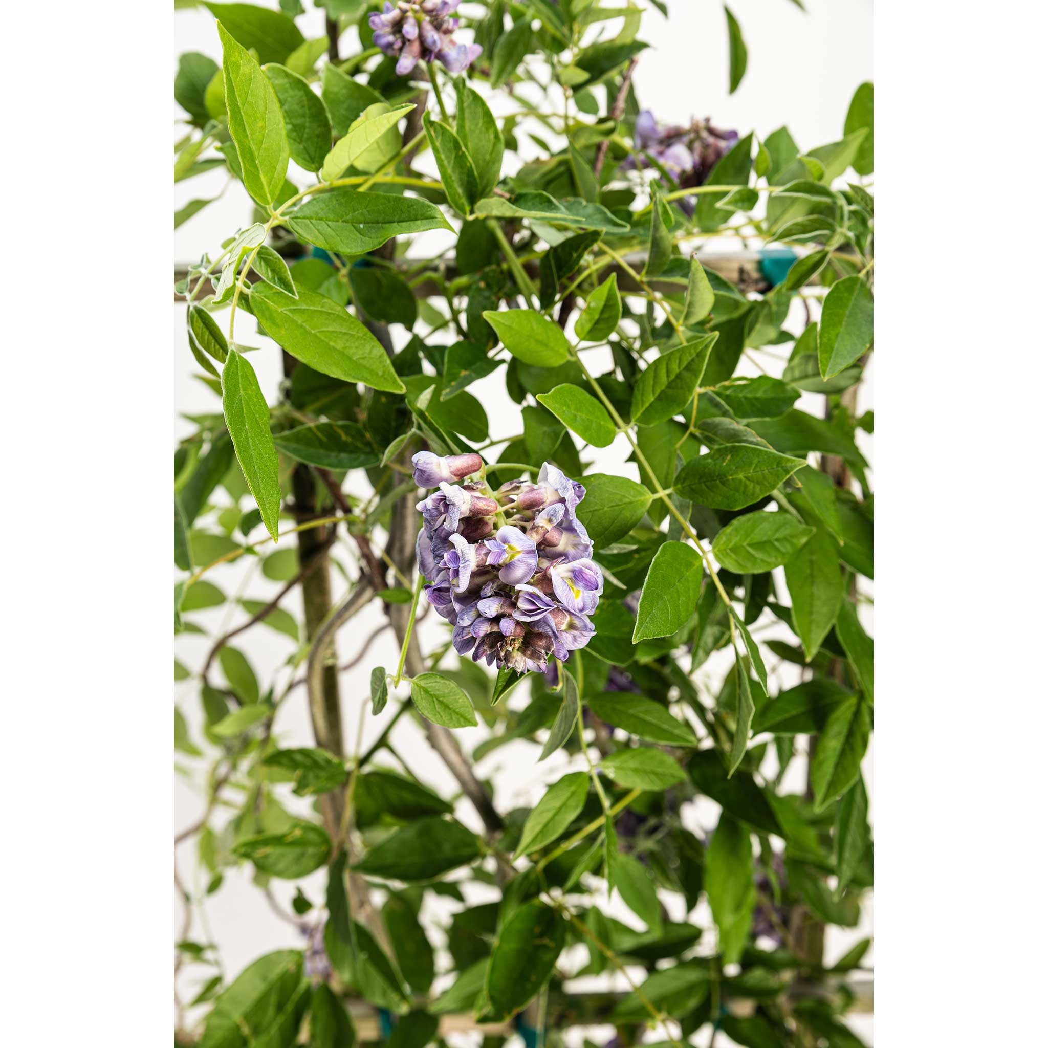 Vine with purple flowers and green leaves on a white background - Henderson Garden