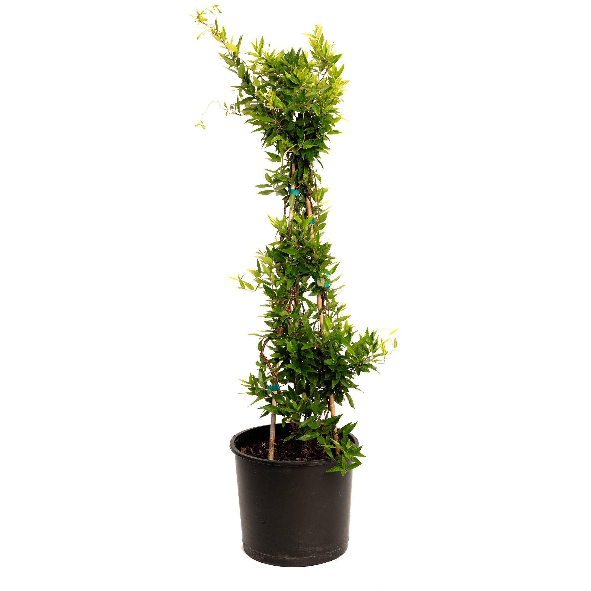 Potted plant with green leaves on a white background.  Henderson Garden Supply