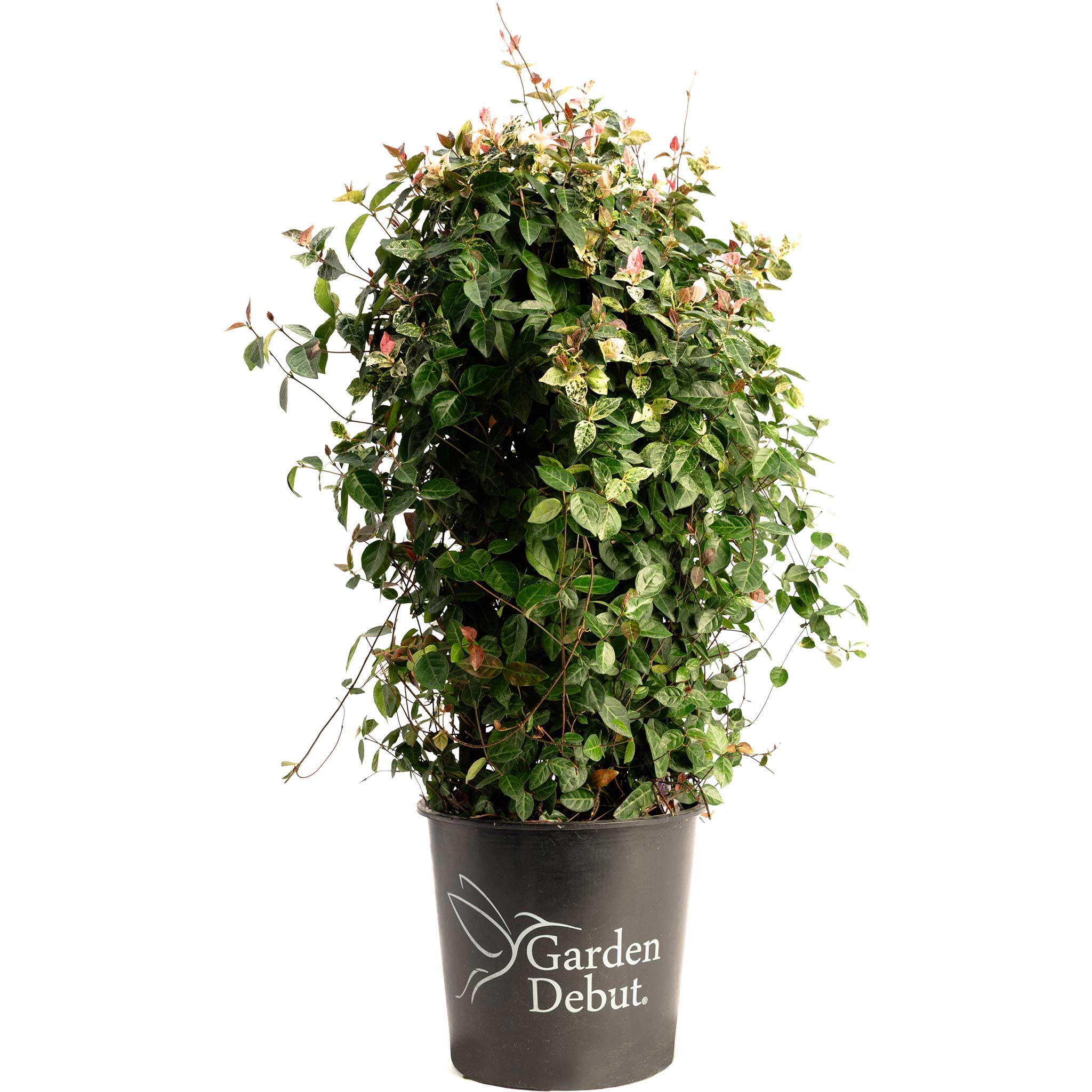 Potted plant with 'Garden Debut' branding on a white background.  Henderson Garden Supply