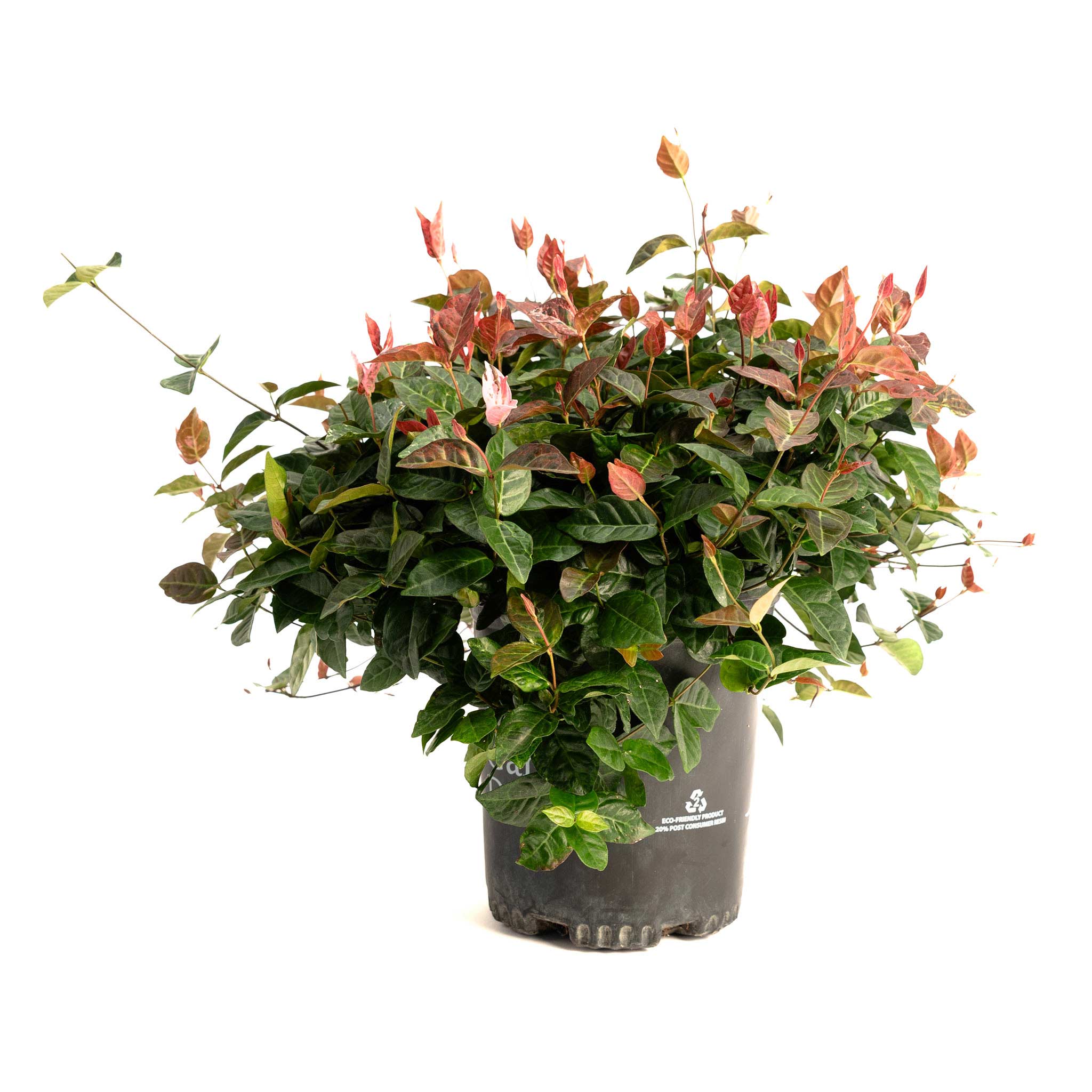 Potted plant with green and red leaves on a white background.  Henderson Garden Supply