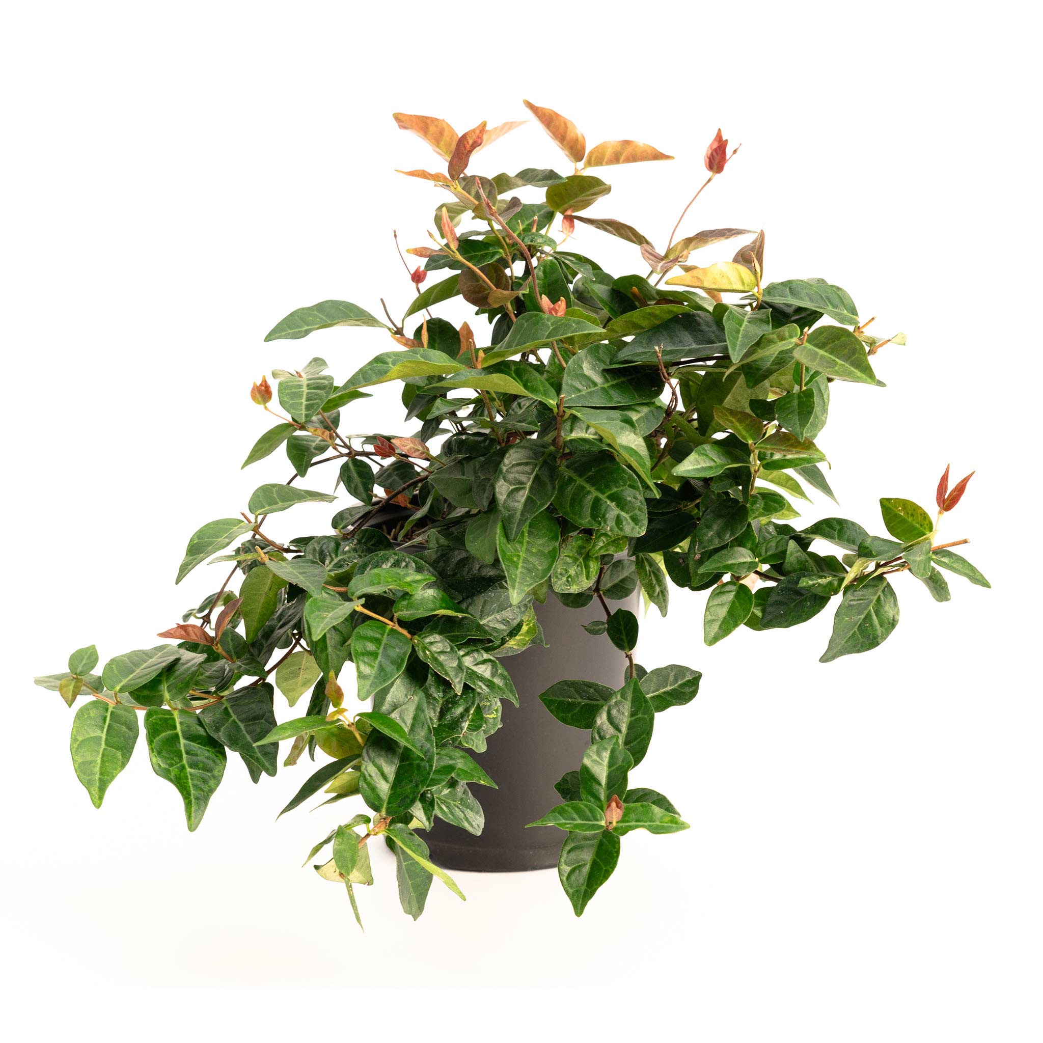 Potted plant with green leaves on a white background.  Henderson Garden Supply