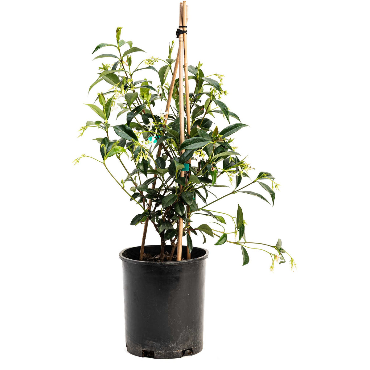 Star Jasmine – Fragrant Evergreen Climbing Vine