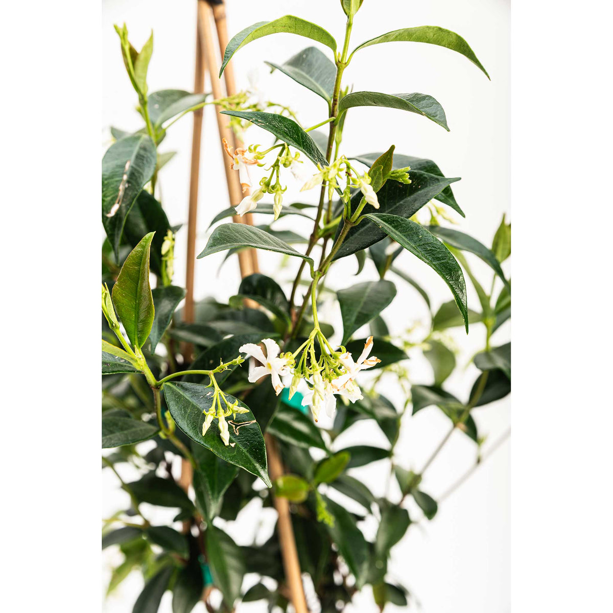 Star Jasmine – Fragrant Evergreen Climbing Vine