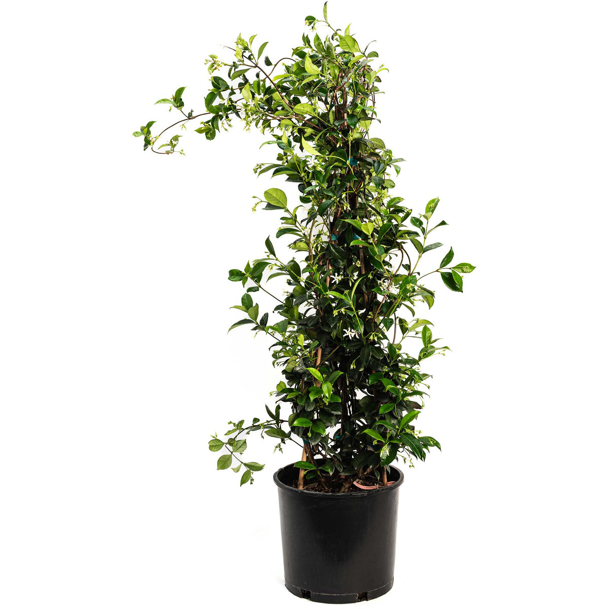 Star Jasmine – Fragrant Evergreen Climbing Vine