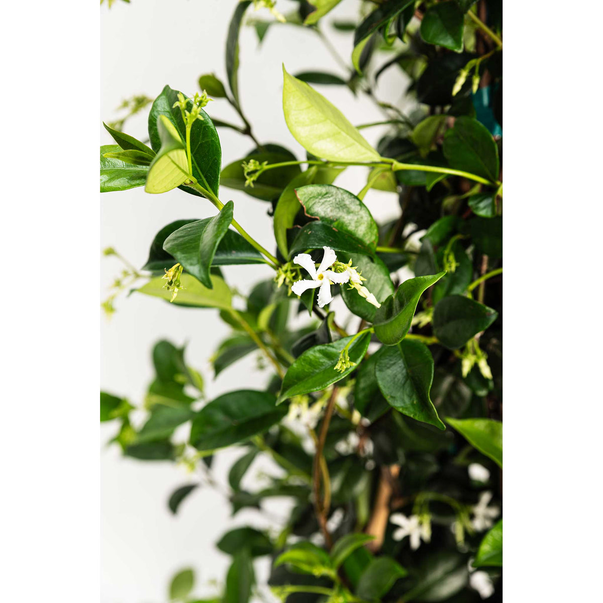 Star Jasmine – Fragrant Evergreen Climbing Vine