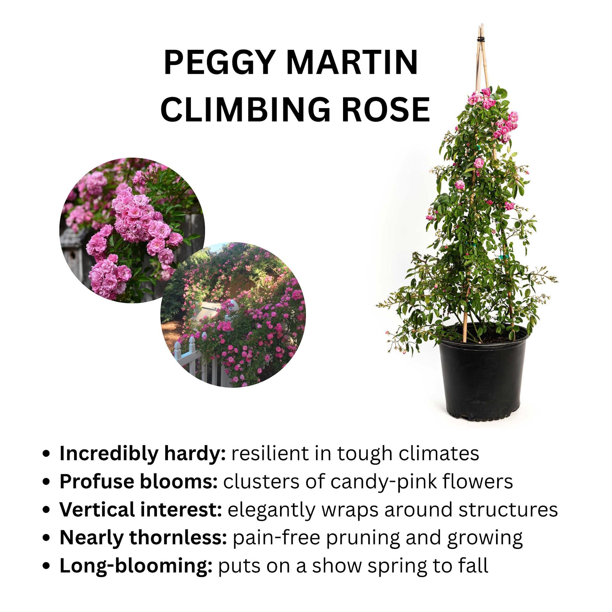 Potted Peggy Martin Climbing Rose with text describing its characteristics on a white background - Henderson Garden Supply