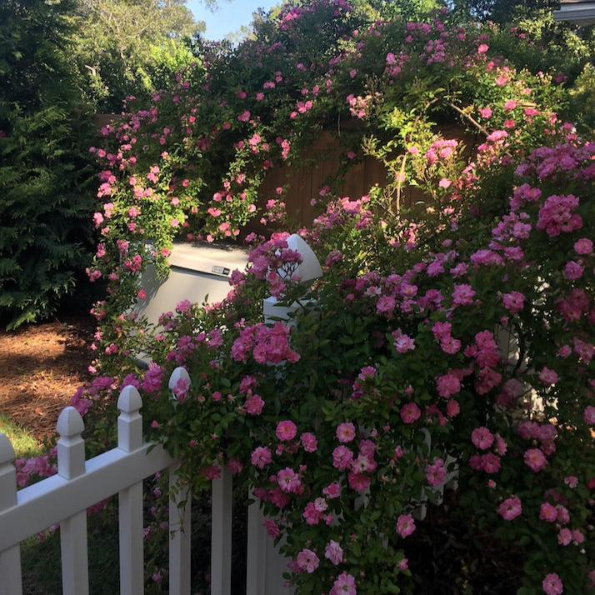 Floral archway with pink flowers in a garden setting - climbing rose - Henderson Garden Supply