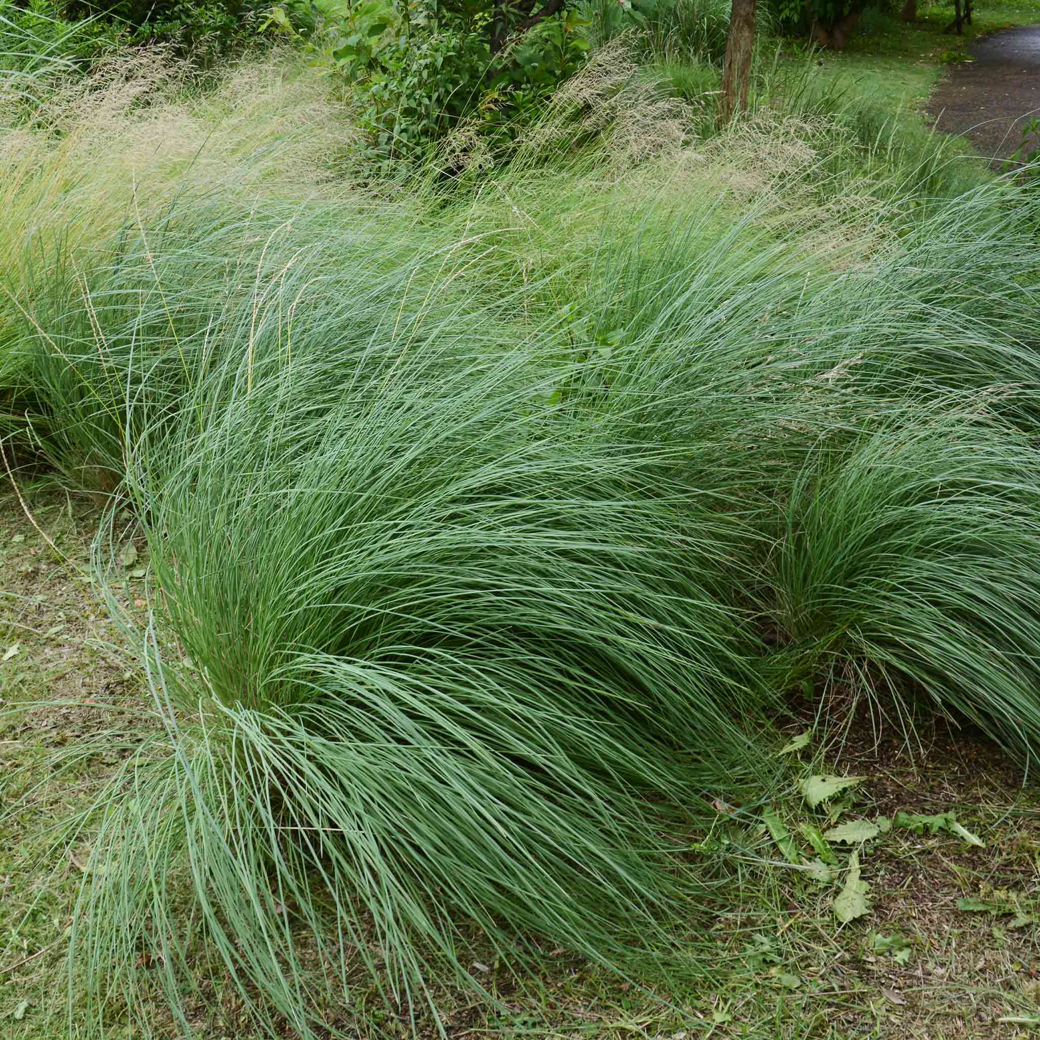 Green grasses swaying in a natural setting with trees and ground cover.  Henderson Garden Supply