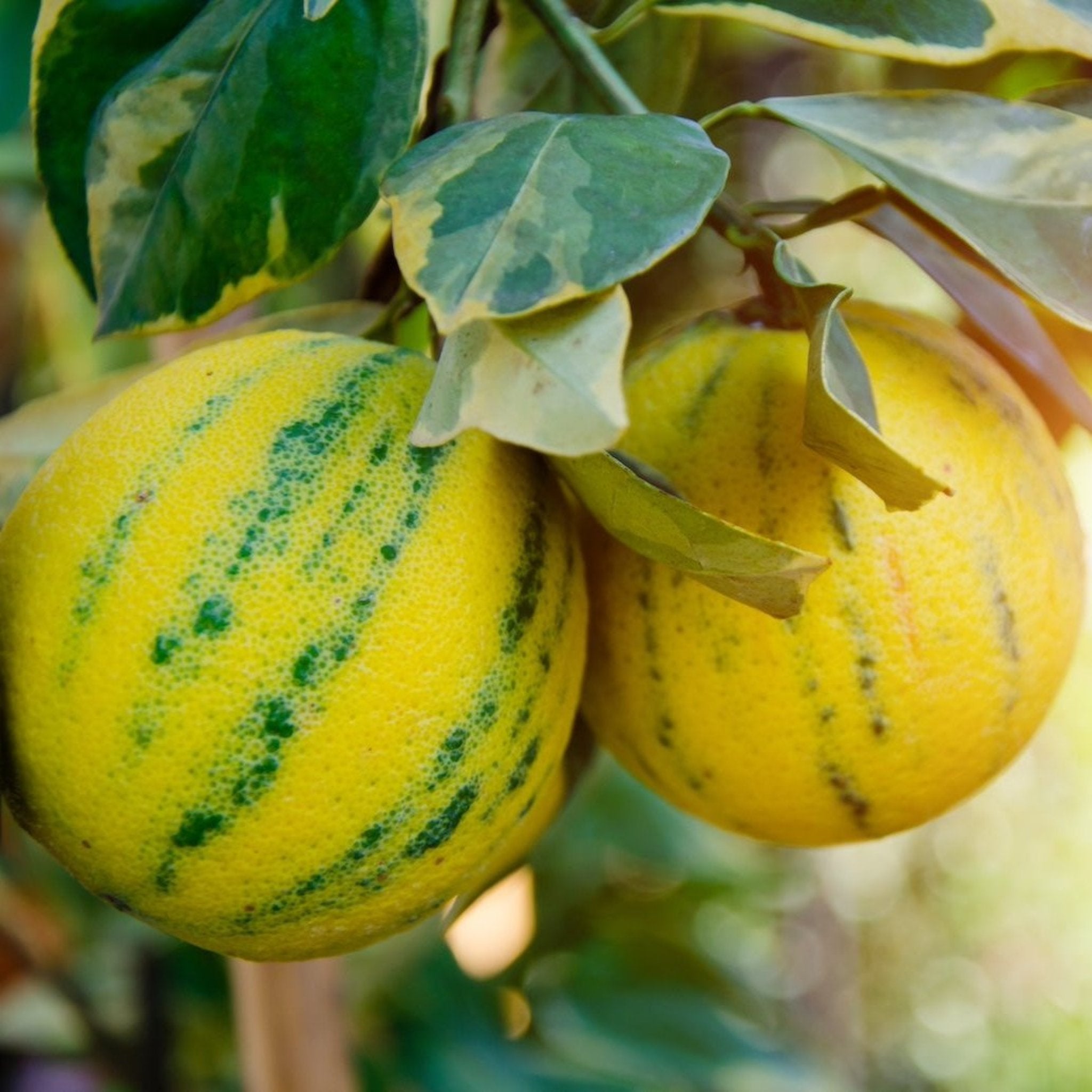 Two yellow fruits with green spots hanging from a tree.