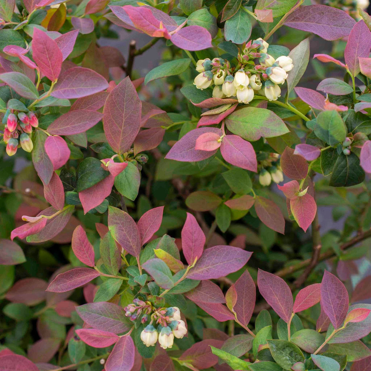 Pink Icing® Blueberry – Compact Shrub with Sweet Berries