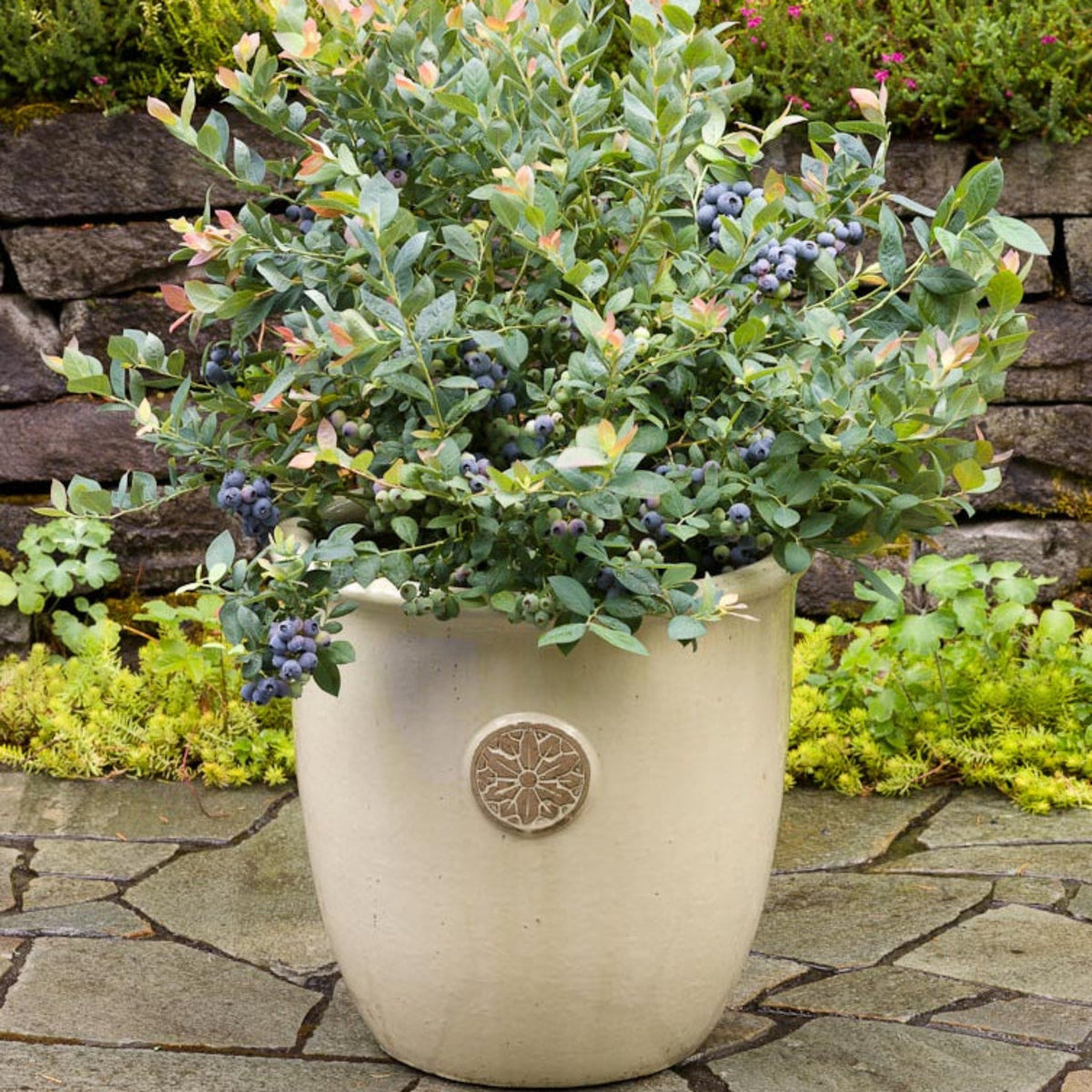 Pink Icing® Blueberry – Compact Shrub with Sweet Berries