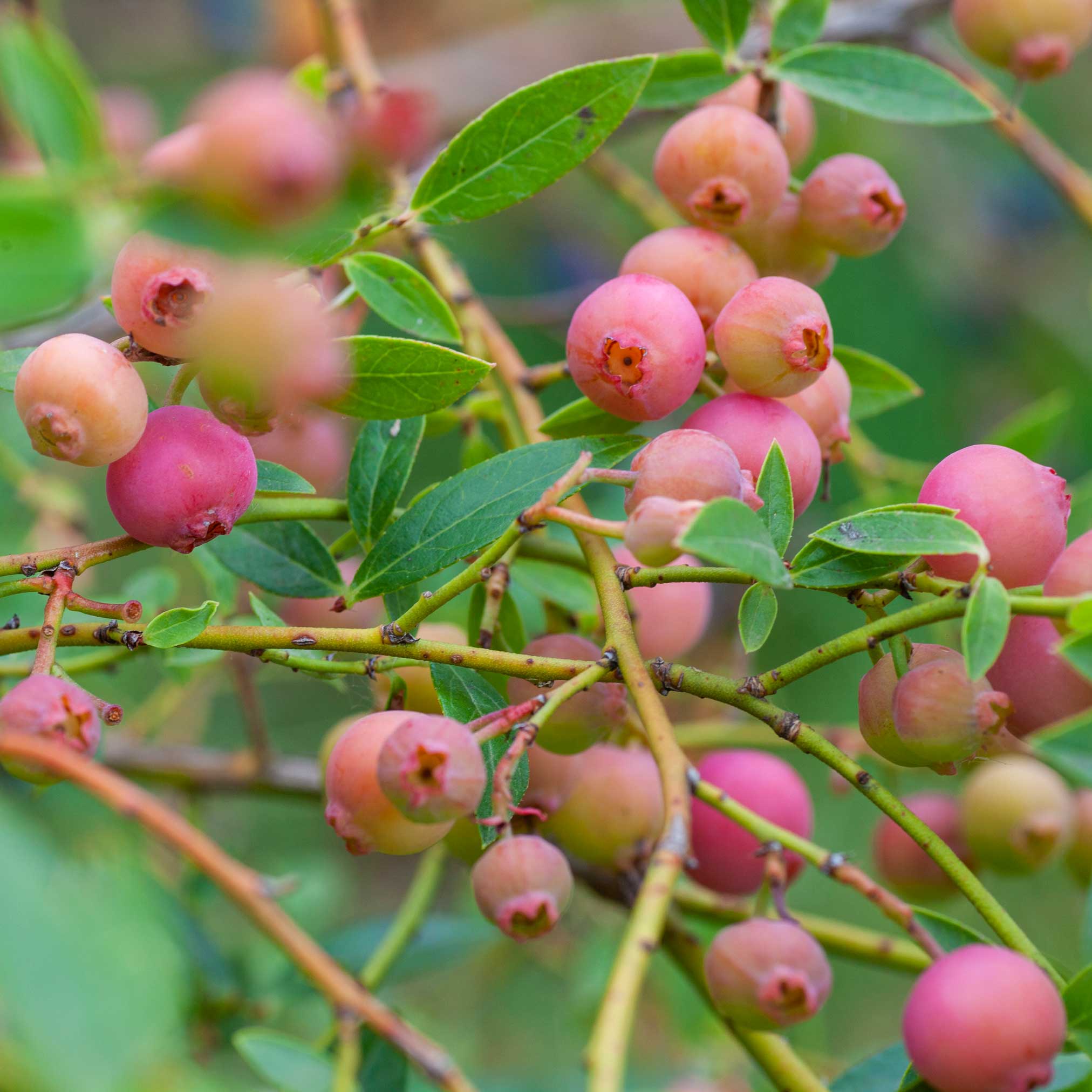 Close-up of pink berries on a branch with green leaves.  Henderson Garden Supply
