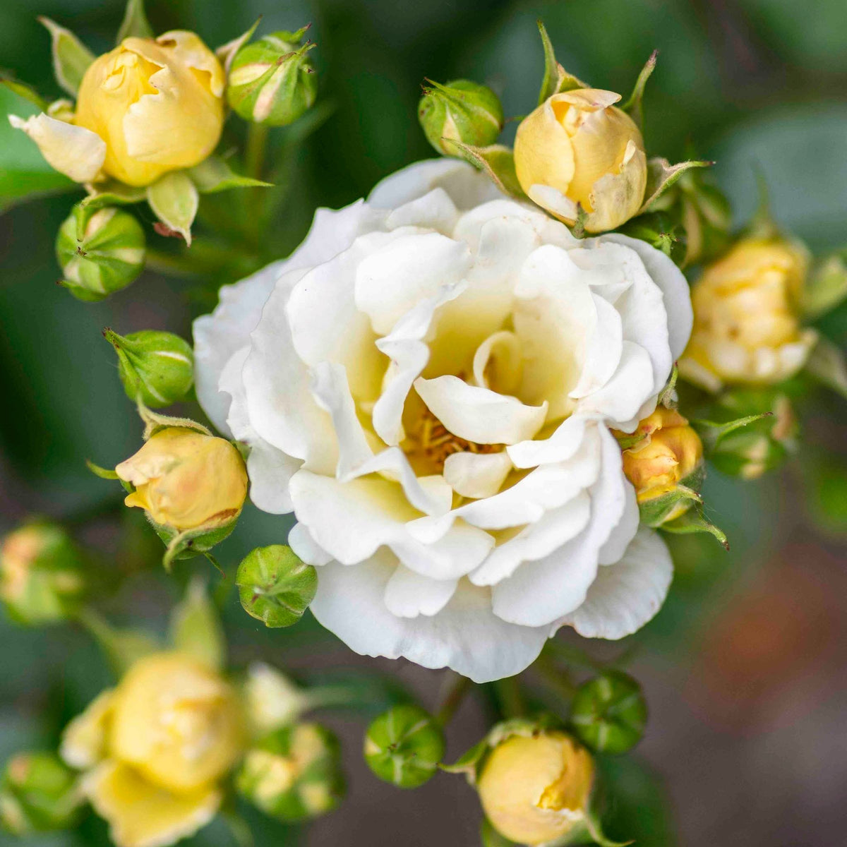 Popcorn Drift® Rose – Yellow-to-Cream Groundcover Blooms