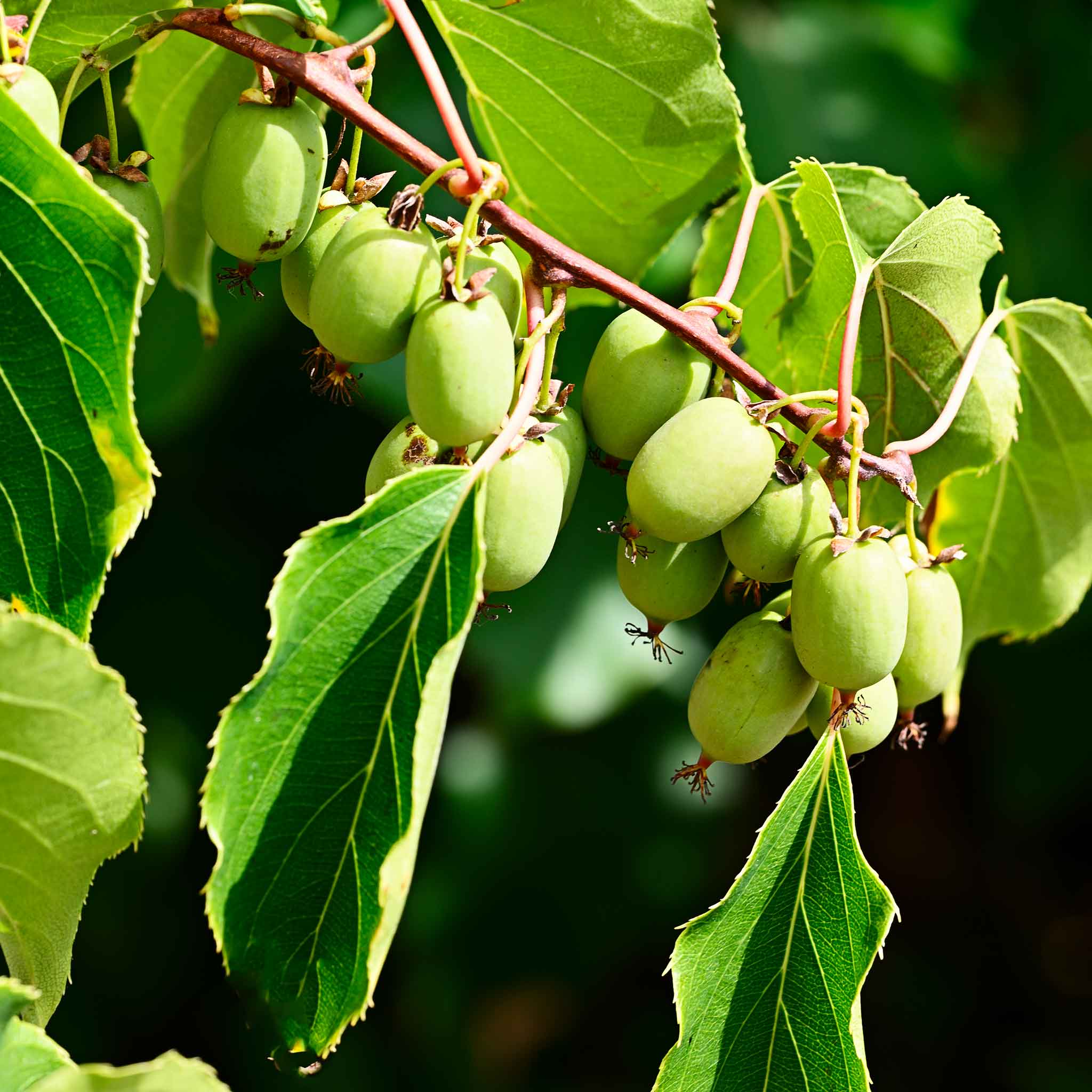 Green kiwis on a branch with leaves.  Henderson Garden Supply