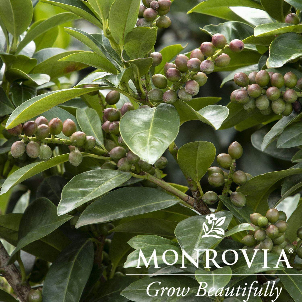Volcano Cherry Laurel Topiary – Evergreen Single-Ball Form