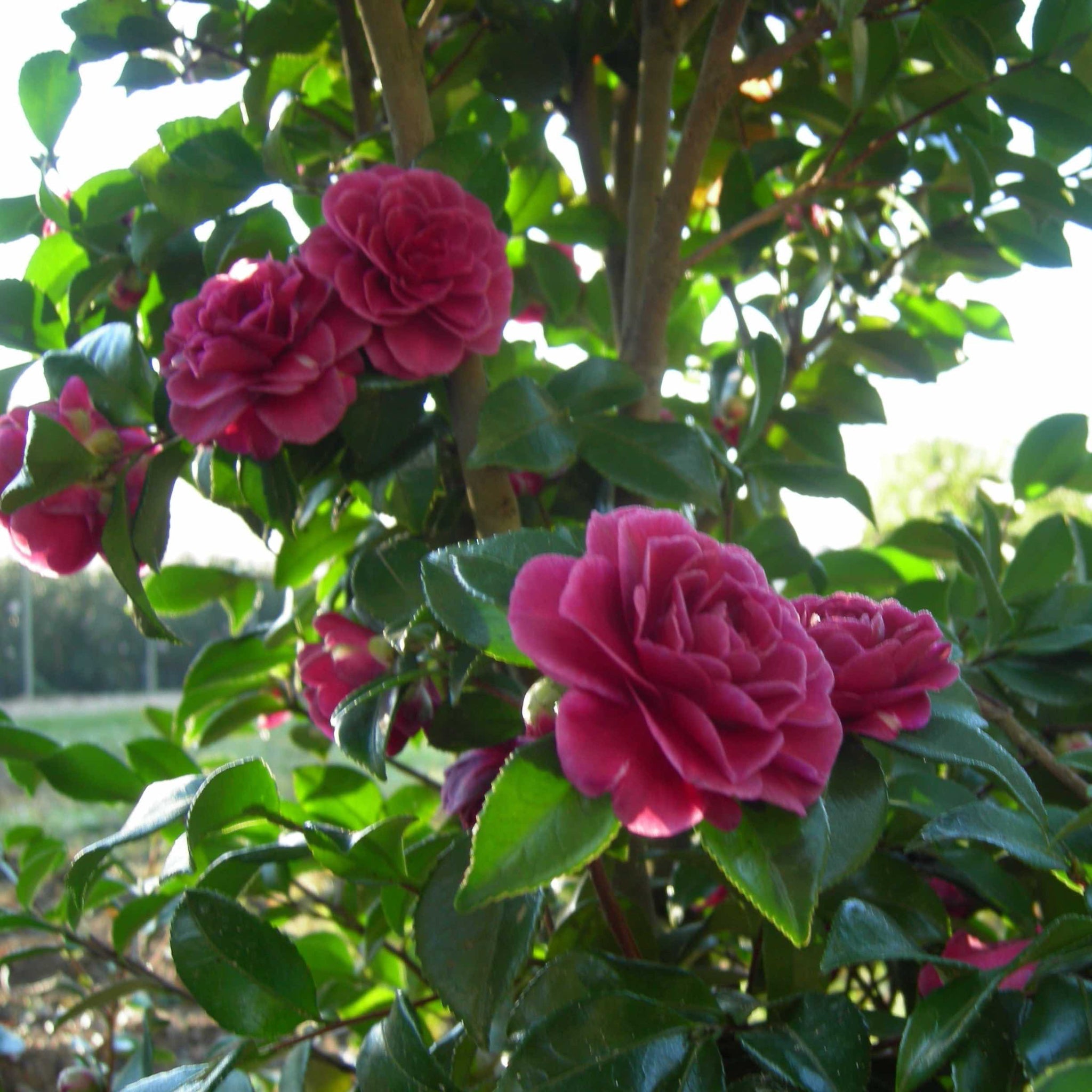 Pink flowers with green leaves in a natural setting.  Henderson Garden Supply