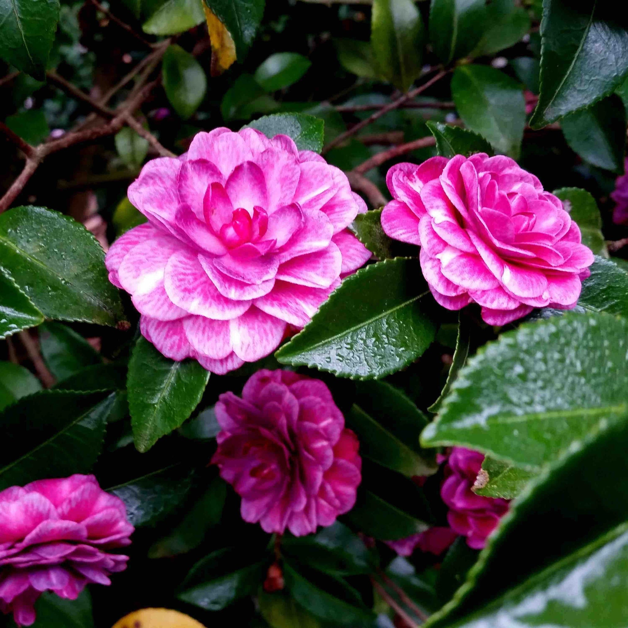 Purple Haze - Henderson Garden Supply