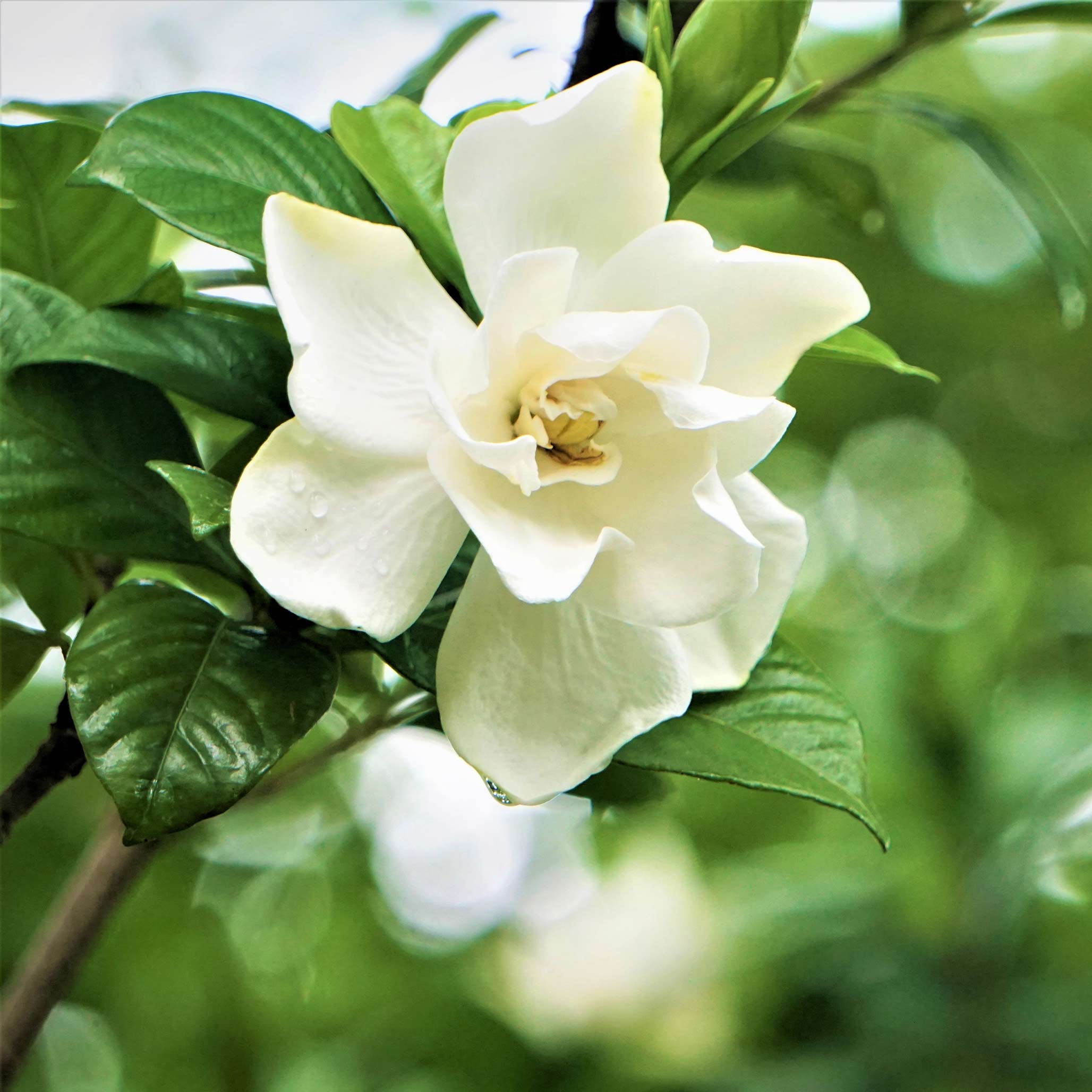 White flower with green leaves on a blurred natural background - Henderson Garden Supply
