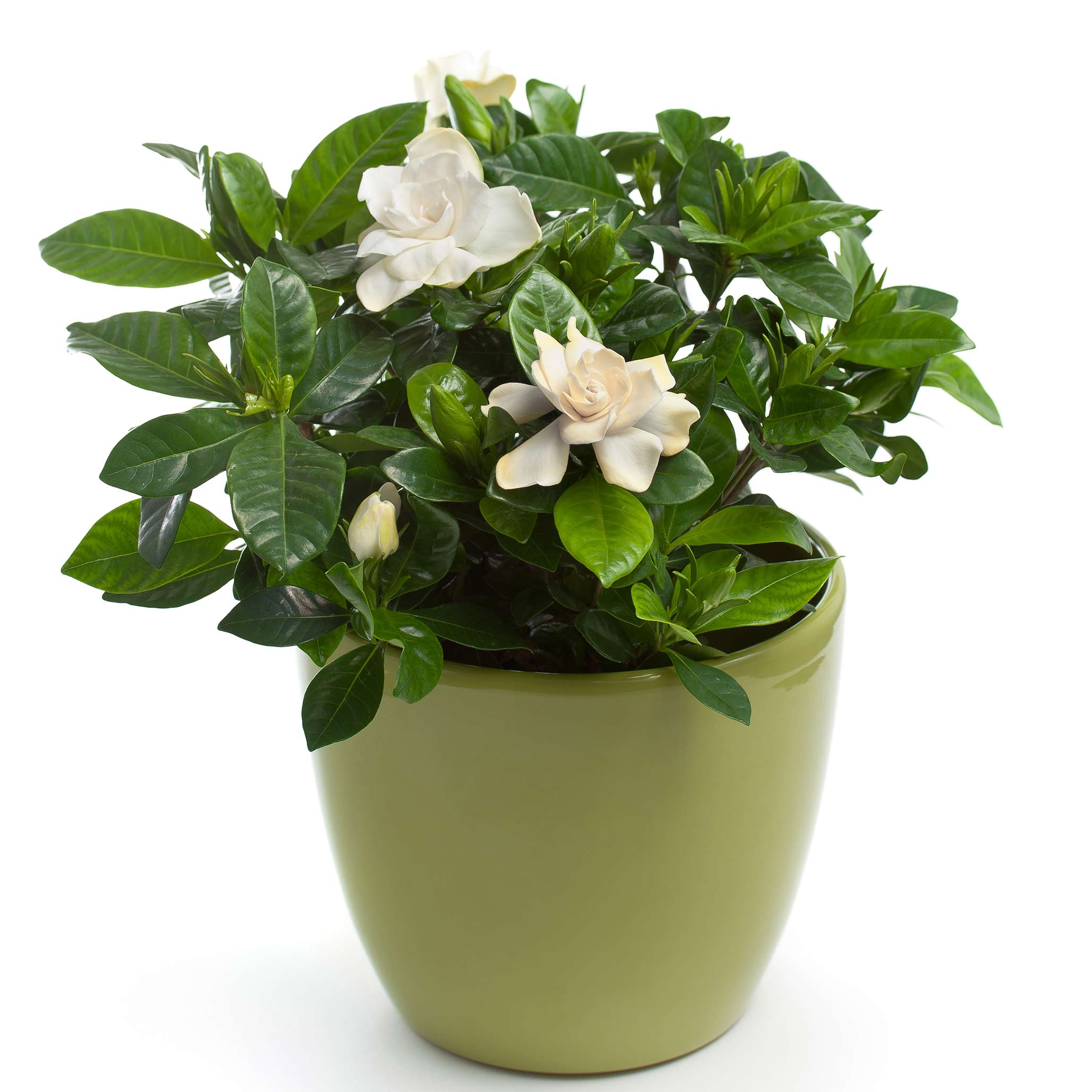 Potted plant with white flowers and green leaves on a white background - Henderson Garden Supply