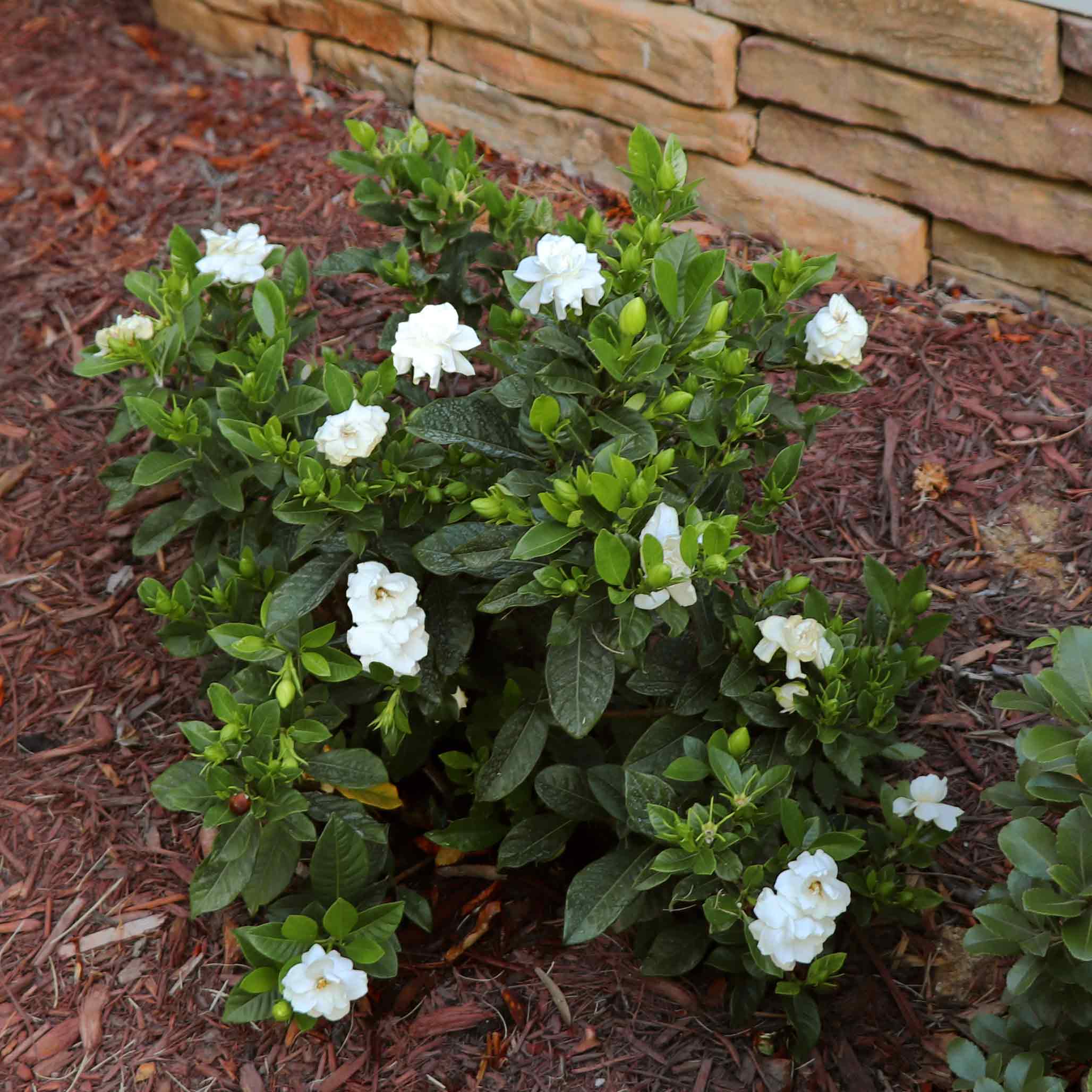 White flowering bush with green leaves on a mulched garden bed.  Henderson Garden Supply