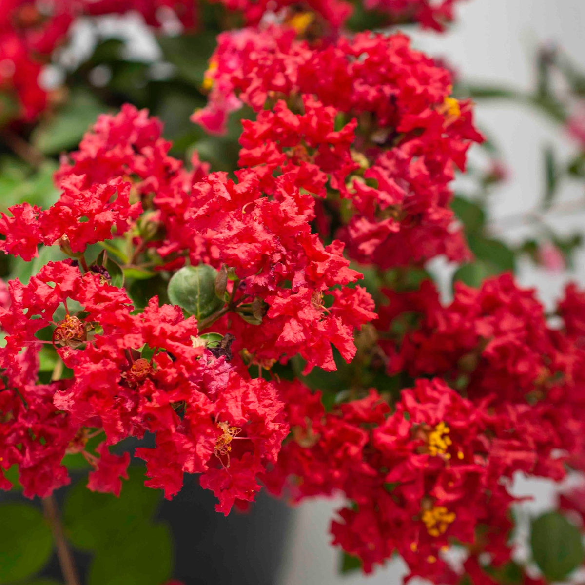 Bellini® Strawberry Crape Myrtle – Dwarf Red Blooms
