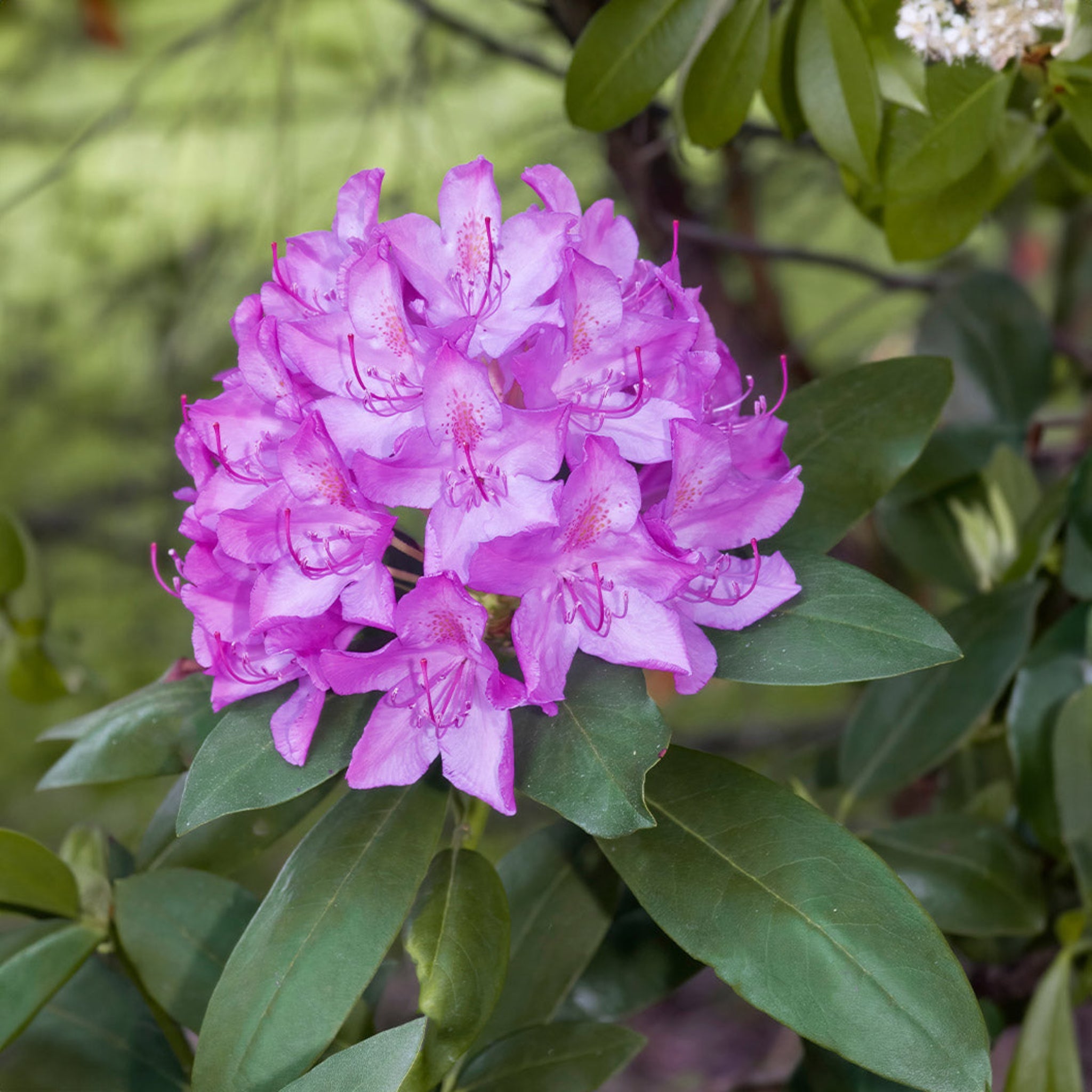 Close-up of a cluster of pink flowers with green leaves.  Henderson Garden Supply