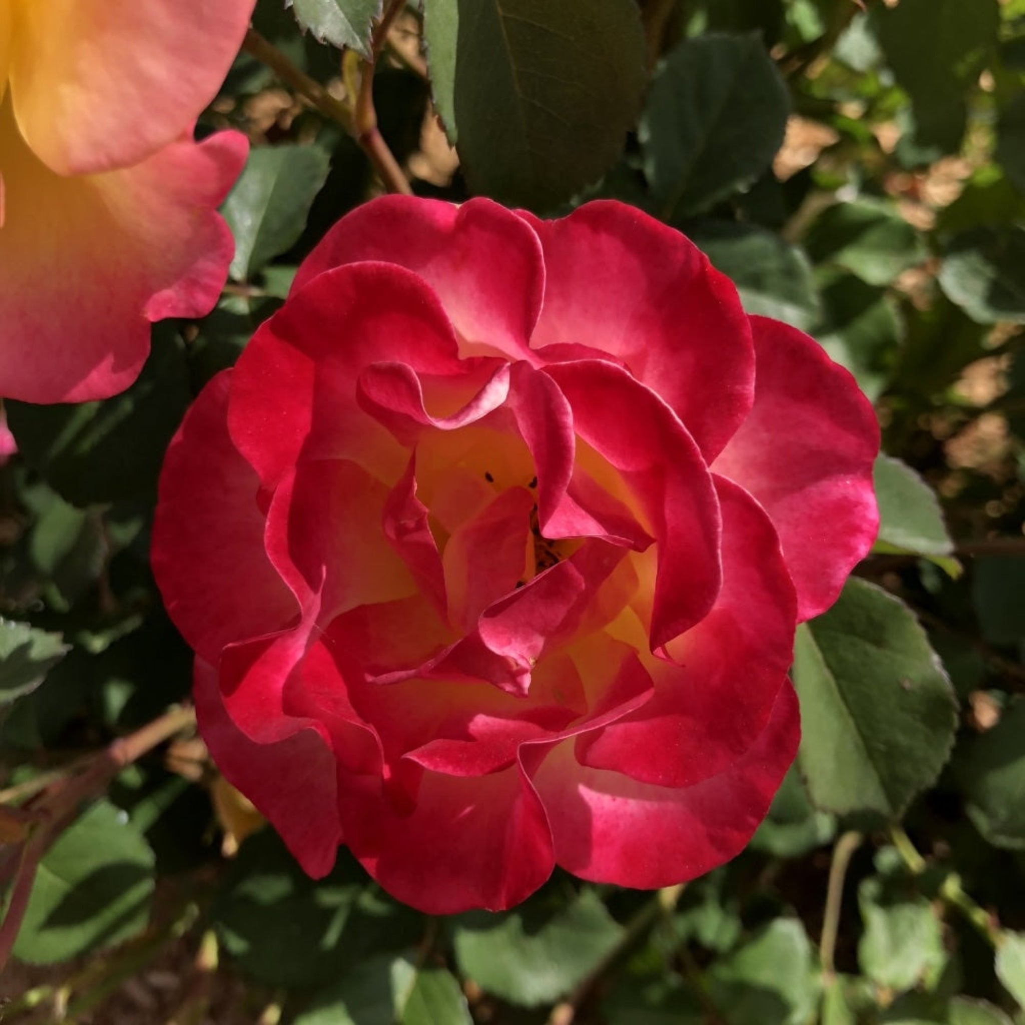 Rose bush - Henderson Garden Supply