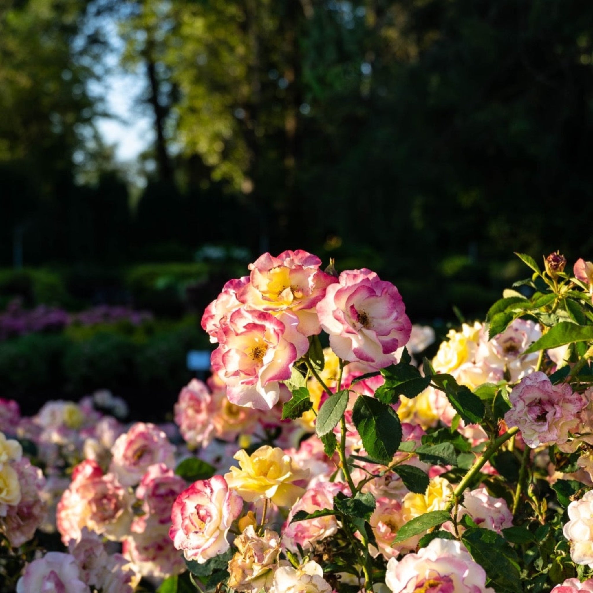 Bouquet of pink and yellow roses with a blurred garden background.  Roses - Henderson Garden Supply