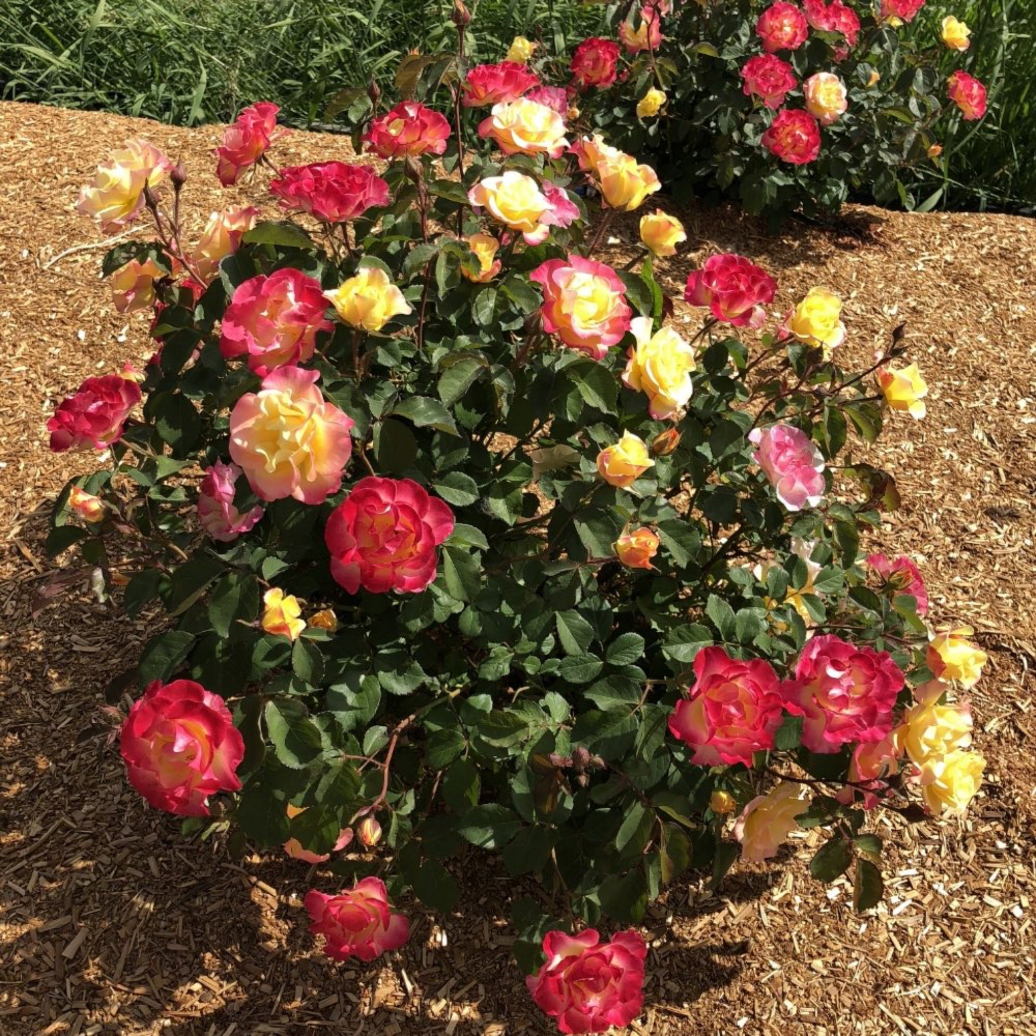 Bush of pink, yellow, and red flowers in a garden setting. Roses - Henderson Garden Supply