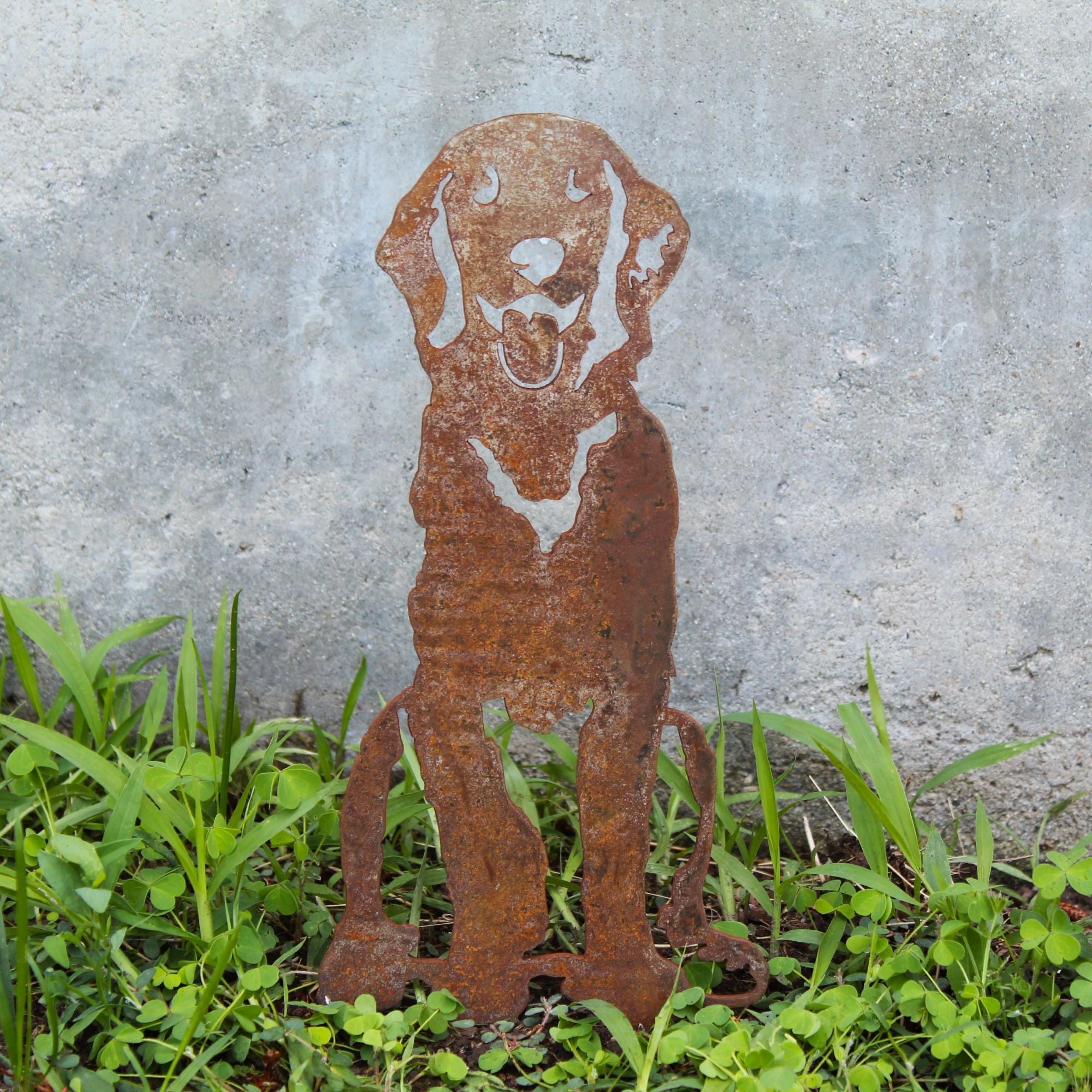 Retriever - Flat Coated