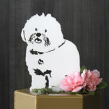 Bichon Frise