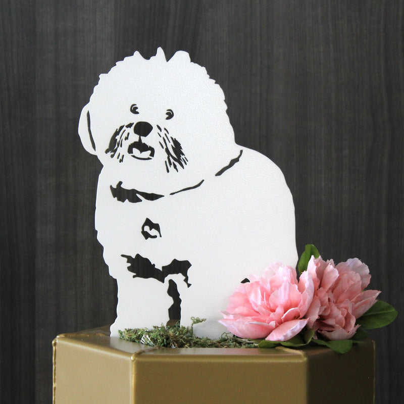Bichon Frise