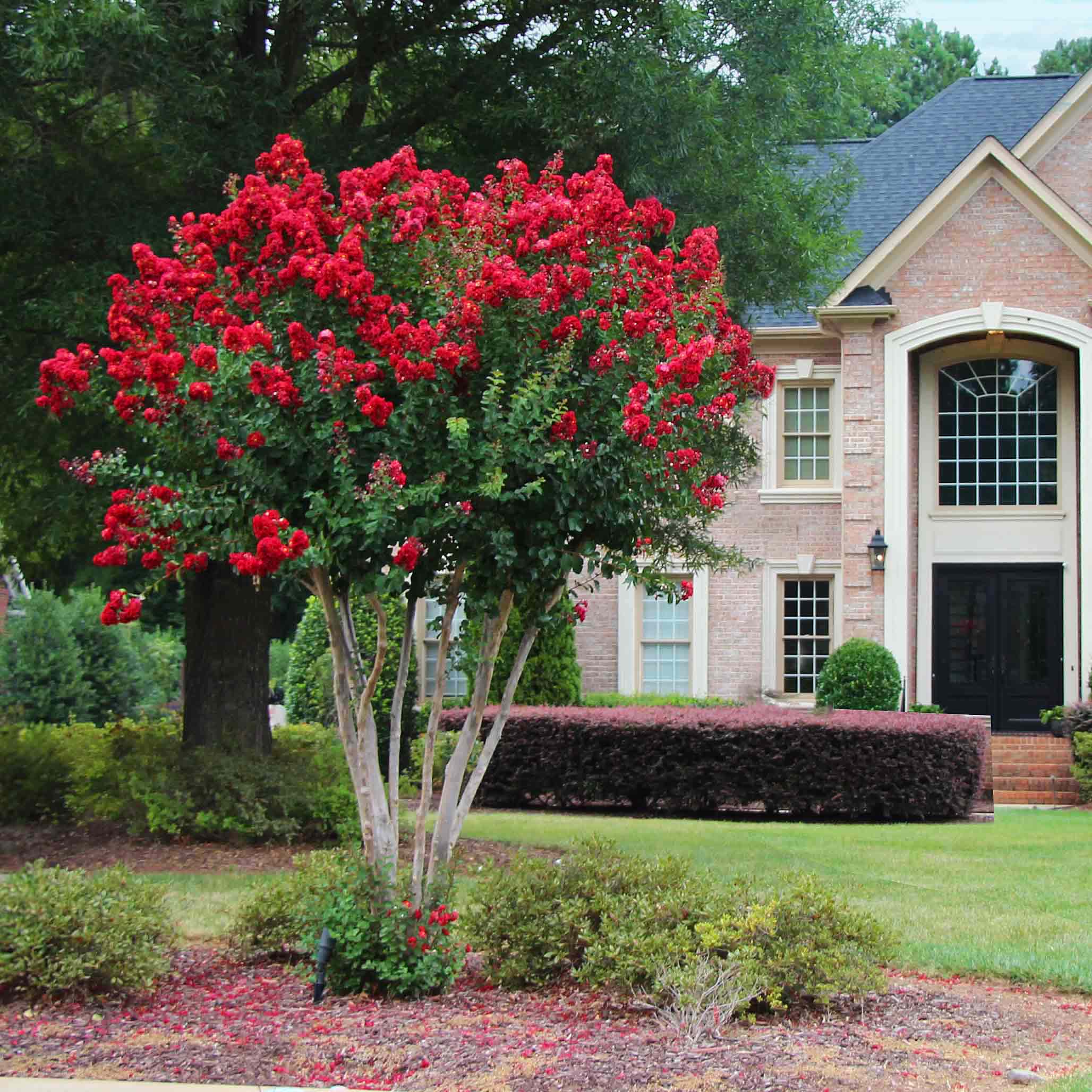 Red flowering tree in front of a house with greenery.  Henderson Garden Supply