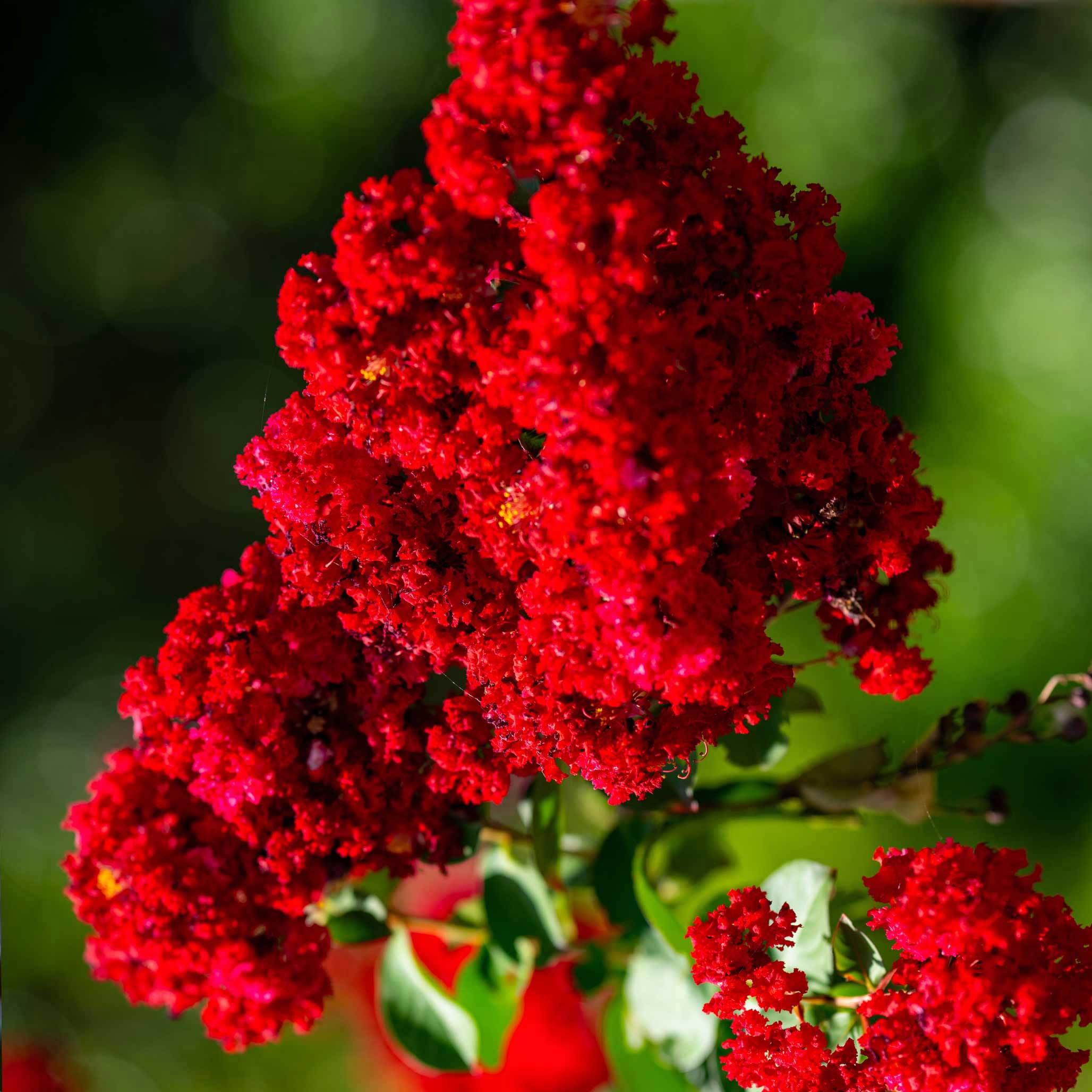 Scarlet-Colorama-Crapemyrtle-2