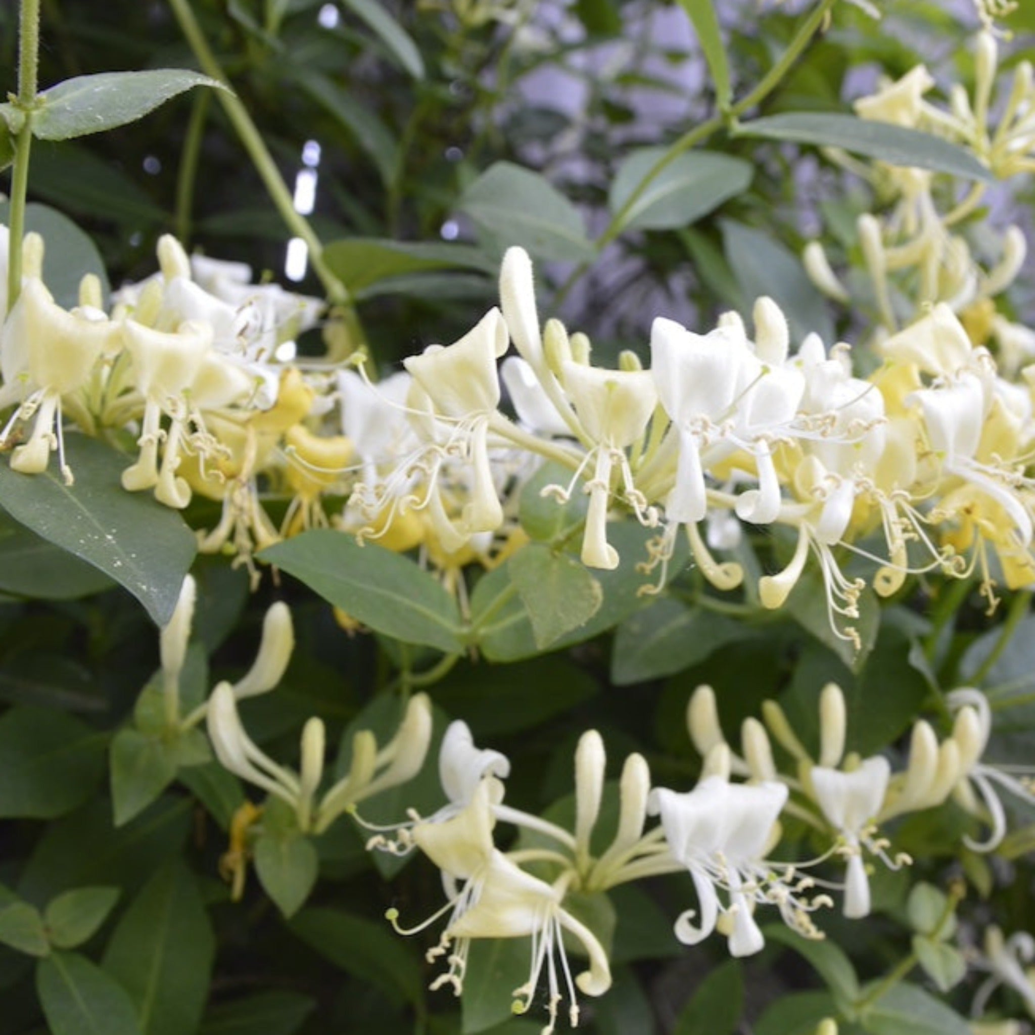 White and yellow flowers with green leaves on a branch - Honeysuckle- Henderson Garden Supply