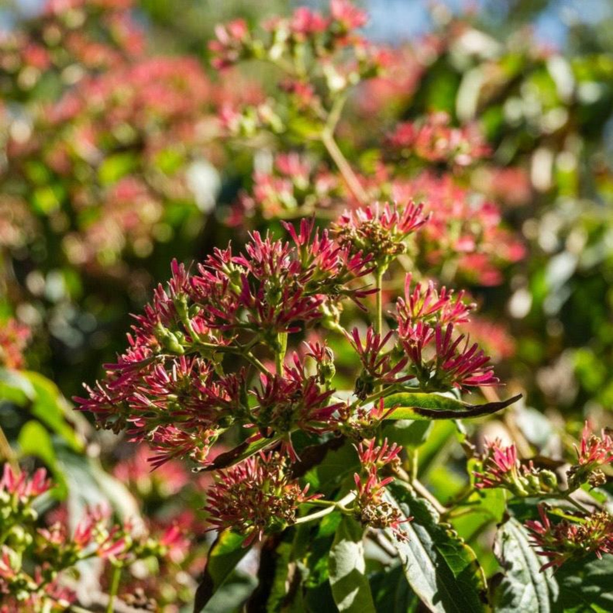 Close-up of pink flowers with green leaves on a blurred natural background - Henderson Garden Supply