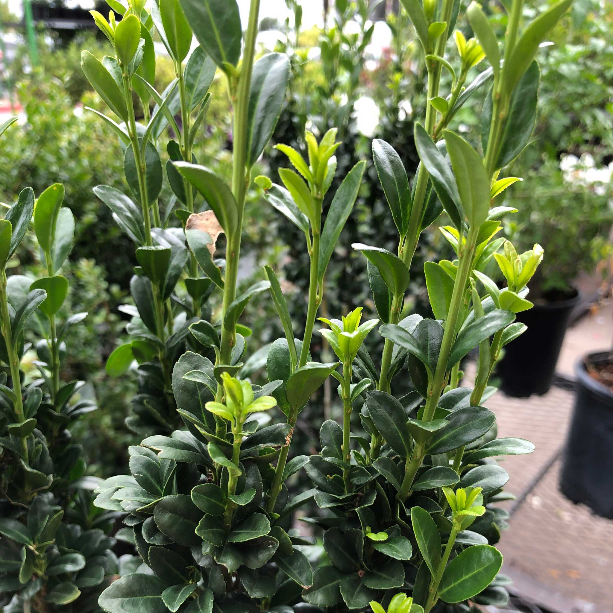 sky pencil holly - Henderson Garden Supply